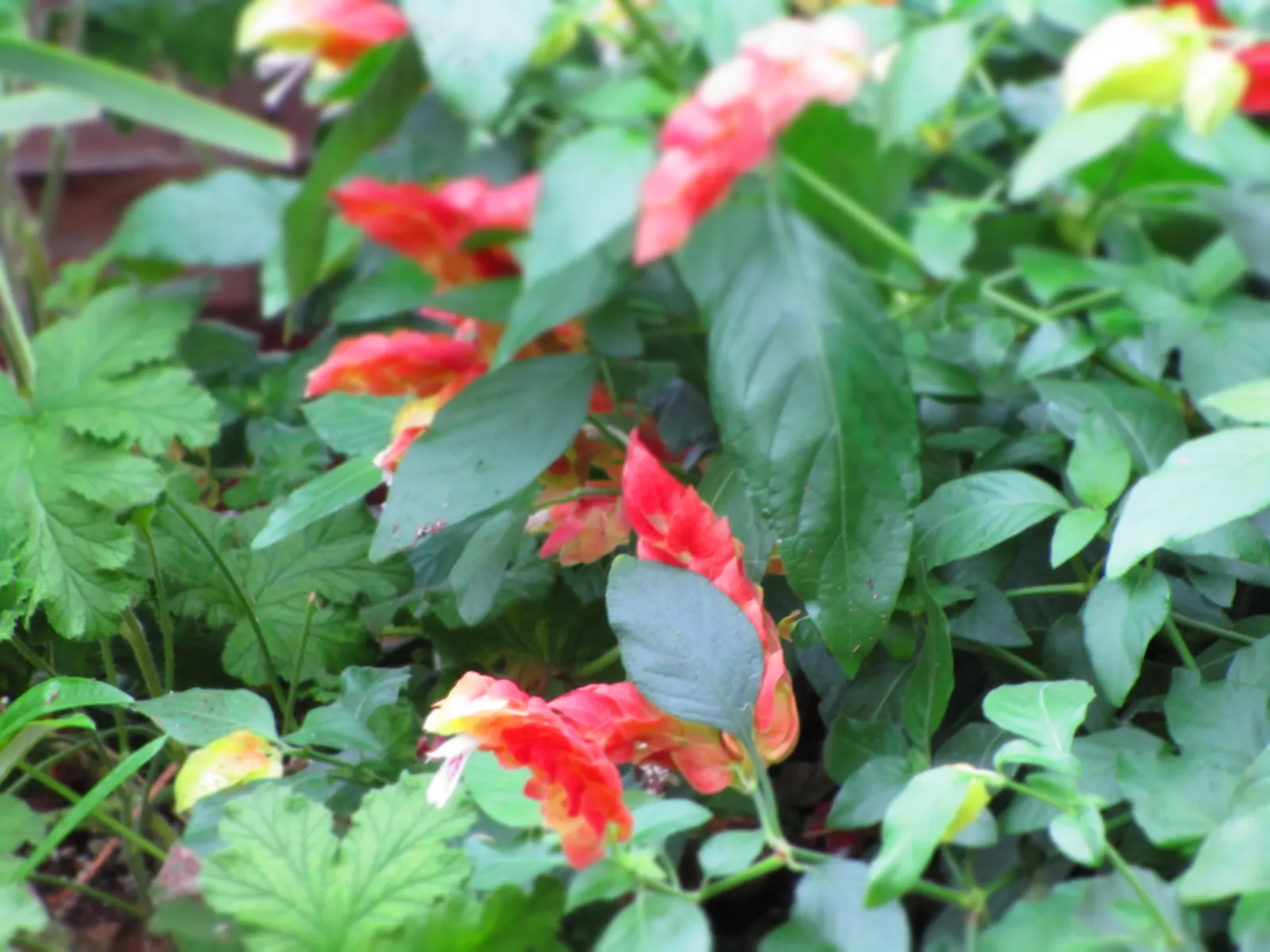Shrimp Plant (Justicia Brandegeeana) — with a mature height of 3-4 feet and a spread of 2-3 feet; this ornamental offers year-round appeal in zones, image 158