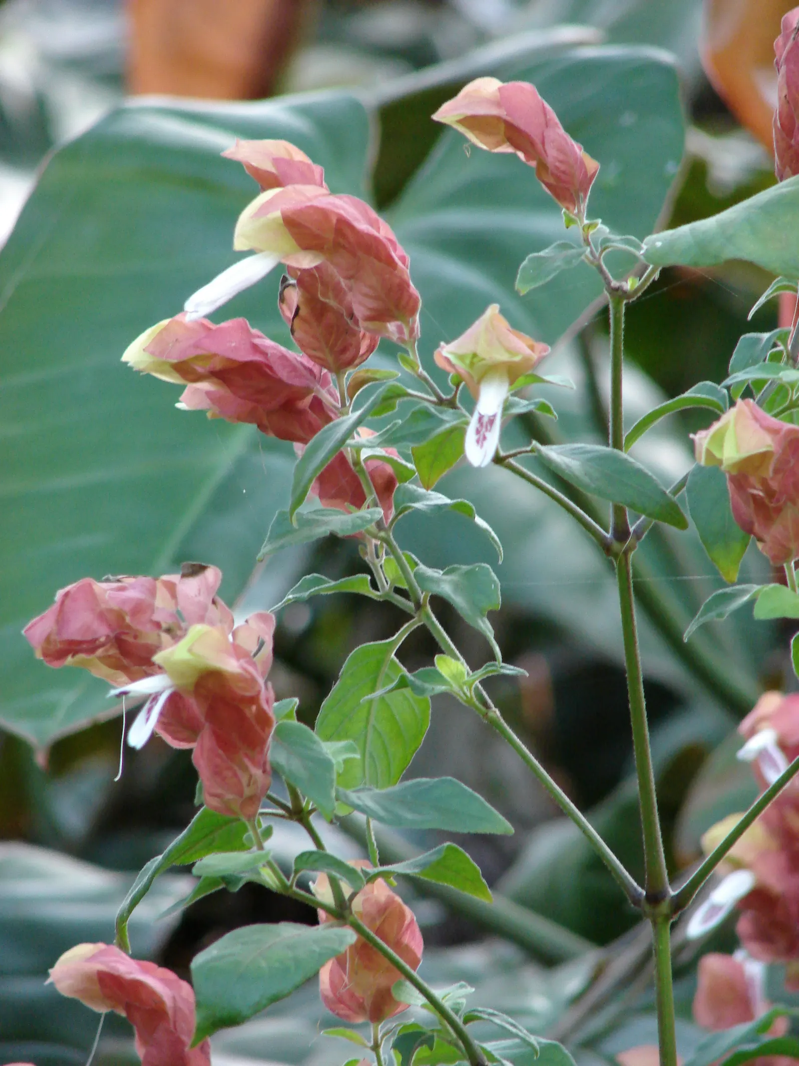 Shrimp Plant (Justicia Brandegeeana) — commonly known as Shrimp Plant; with a mature height of 3-4 feet and a spread of 2-3 feet, image 155