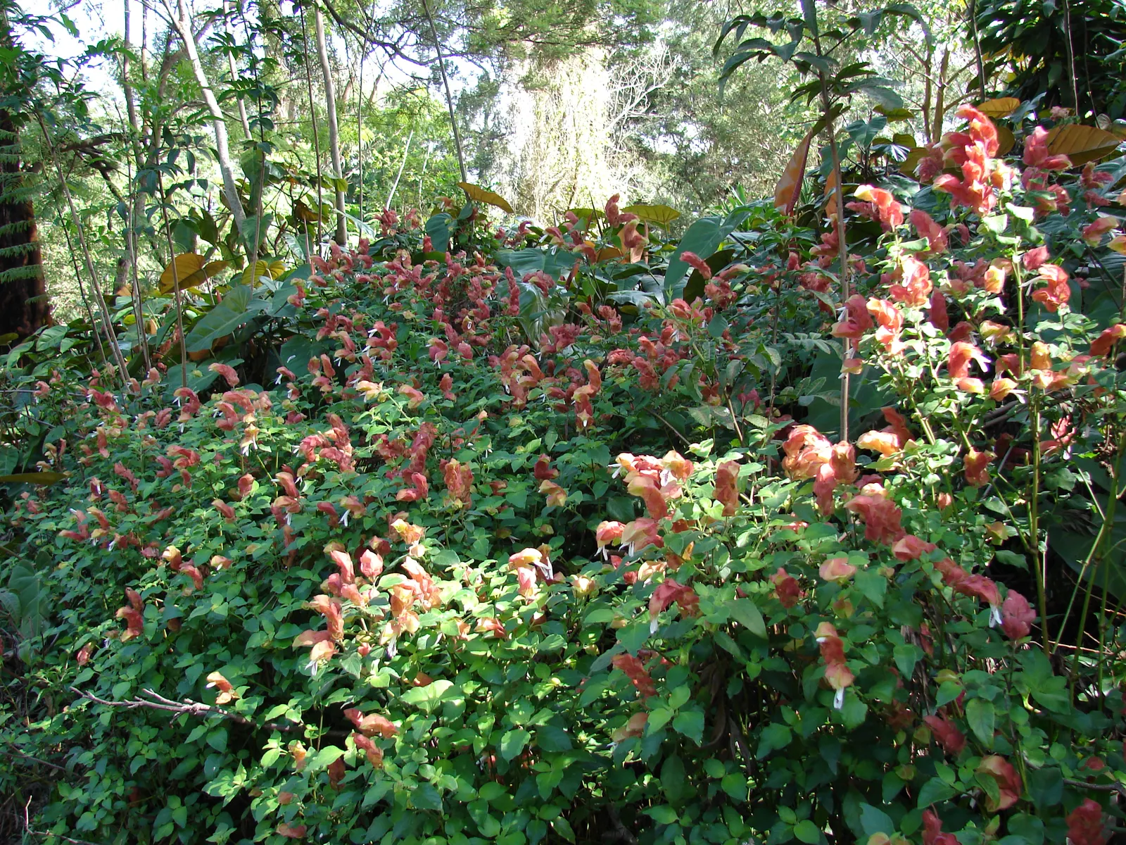 Shrimp Plant (Justicia Brandegeeana) — shrub for half; regular pruning will maintain its bushy appearance and promote continuous flowering, image 198