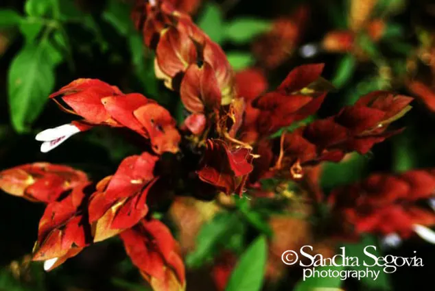 Shrimp Plant (Justicia Brandegeeana) — shrub for half; regular pruning will maintain its bushy appearance and promote continuous flowering, image 132