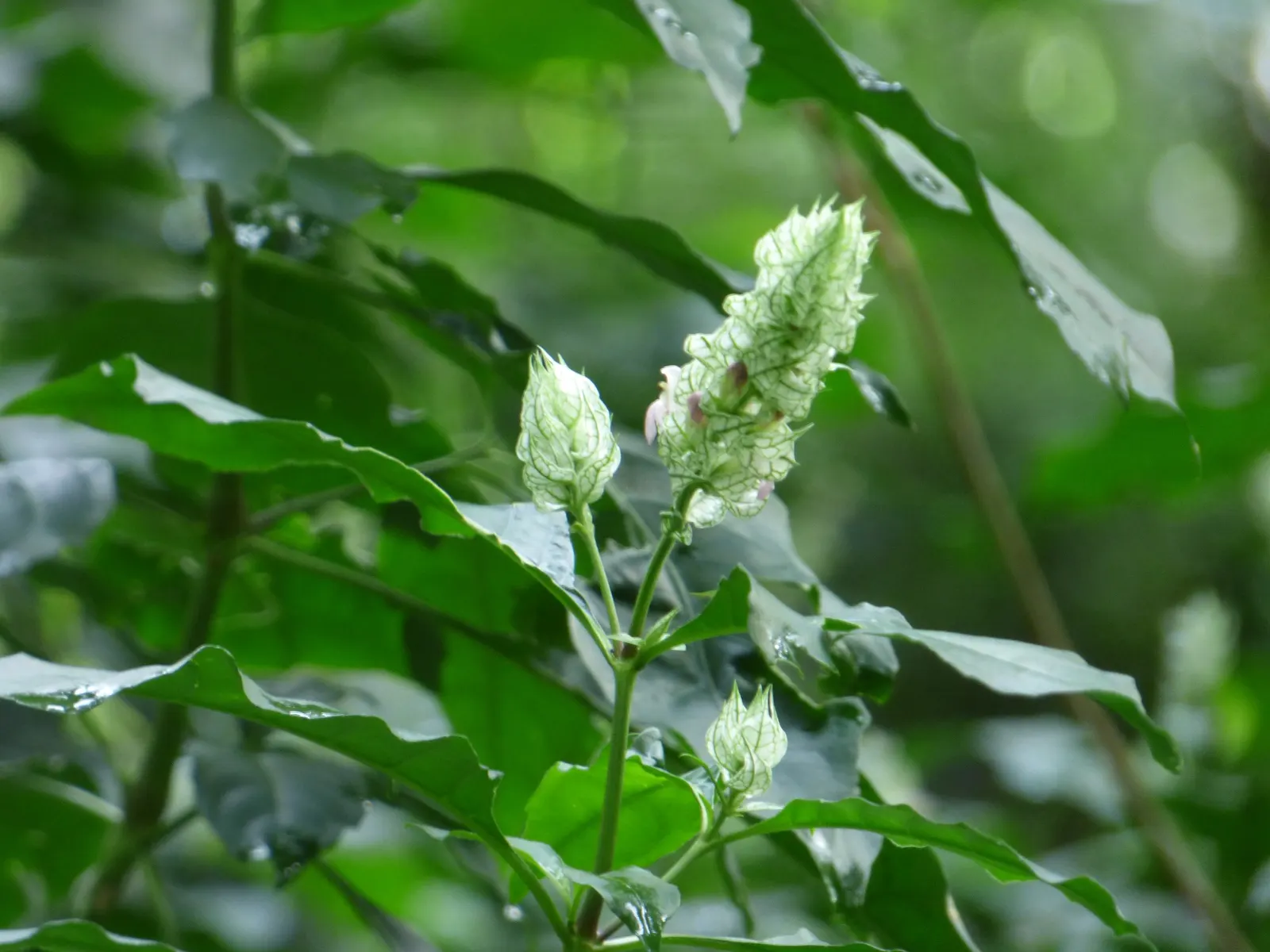 Shrimp Plant (Justicia Brandegeeana) — This ornamental offers year-round appeal in zones 9-11