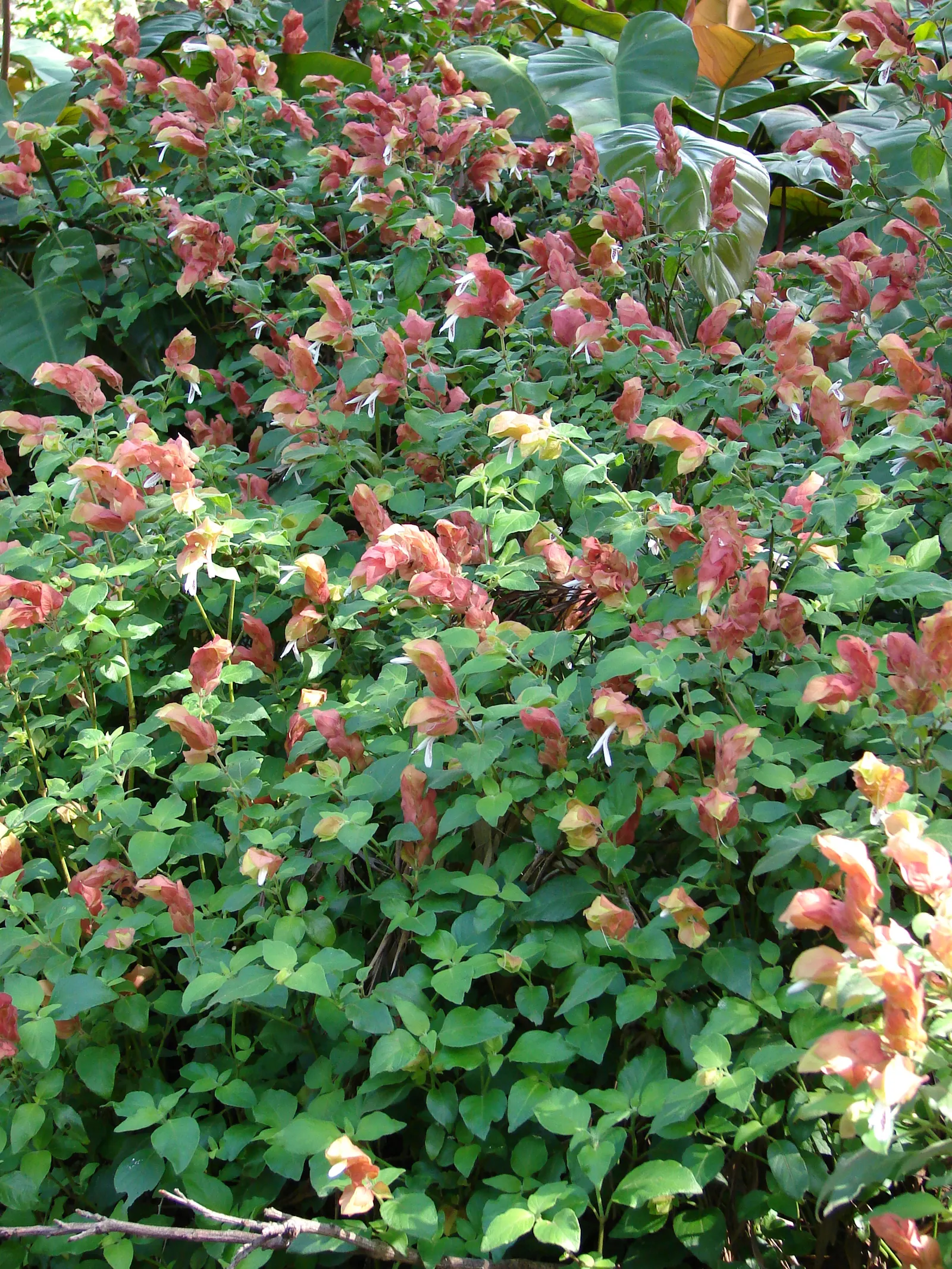 Shrimp Plant (Justicia Brandegeeana) — this plant is noted for its unique; commonly known as Shrimp Plant, image 142