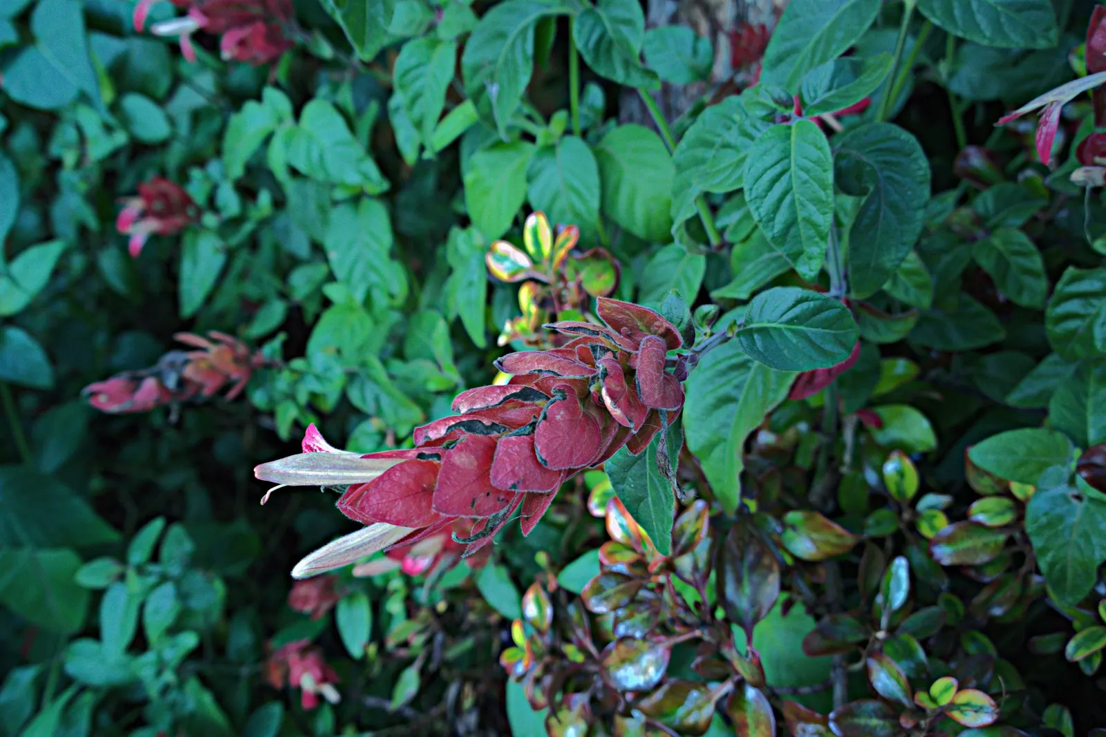 Shrimp Plant (Justicia Brandegeeana) — Pruning promotes bushiness; it's ideal for mixed borders and container displays; slow-release fertilizer to, image 138