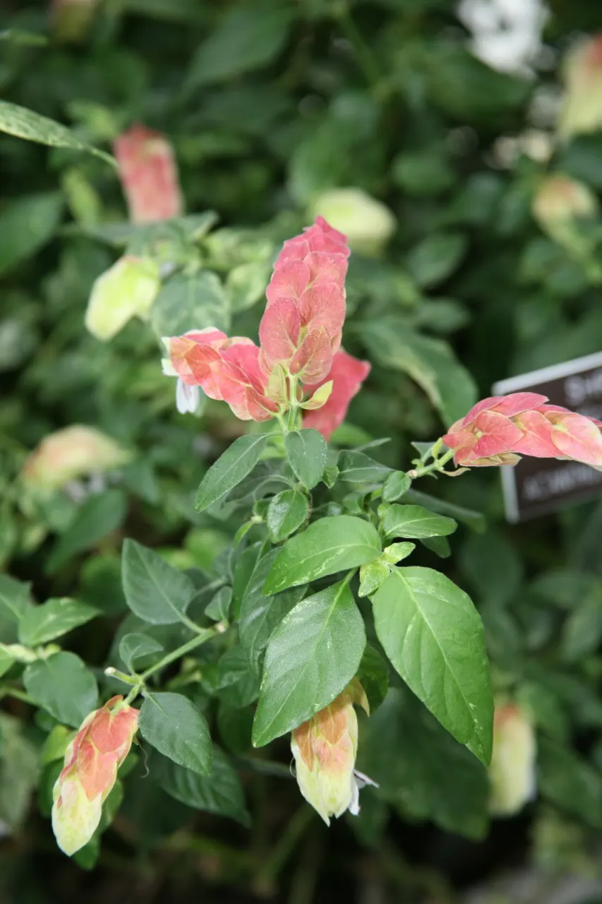 Shrimp Plant (Justicia Brandegeeana) — It prefers a warm climate and is best situated in partial shade; attracts hummingbirds and butterflies