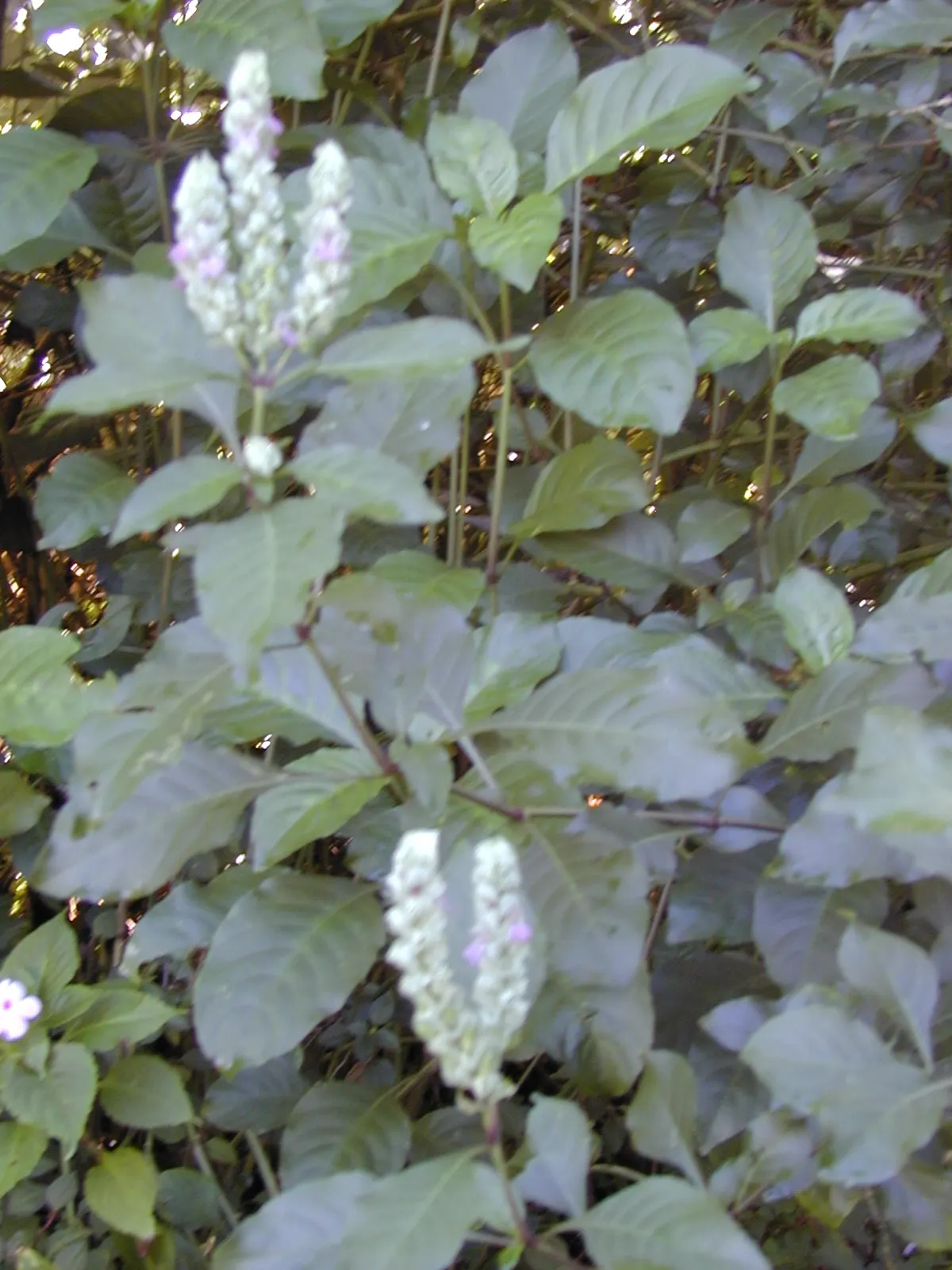 Shrimp Plant (Justicia Brandegeeana) — sunset orange.<br><br>Reaching heights of 3 to 4 feet with a spread equally as wide; though it's advisable, image 56