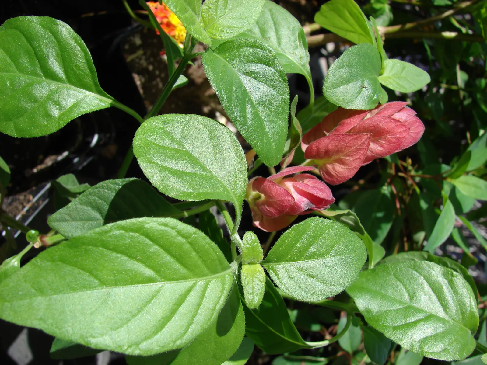 Shrimp Plant (Justicia Brandegeeana) — shrimp-like bracts that showcase an intriguing blend of colors; scientifically known as Justicia brandegeeana, image 143