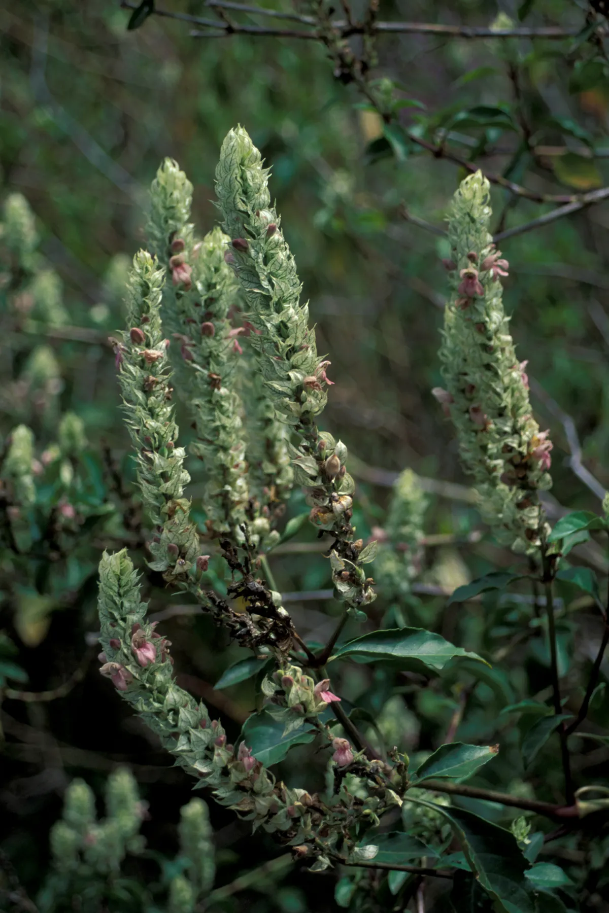 Shrimp Plant (Justicia Brandegeeana) — sunset orange.<br><br>Reaching heights of 3 to 4 feet with a spread equally as wide; though it's advisable to allow the