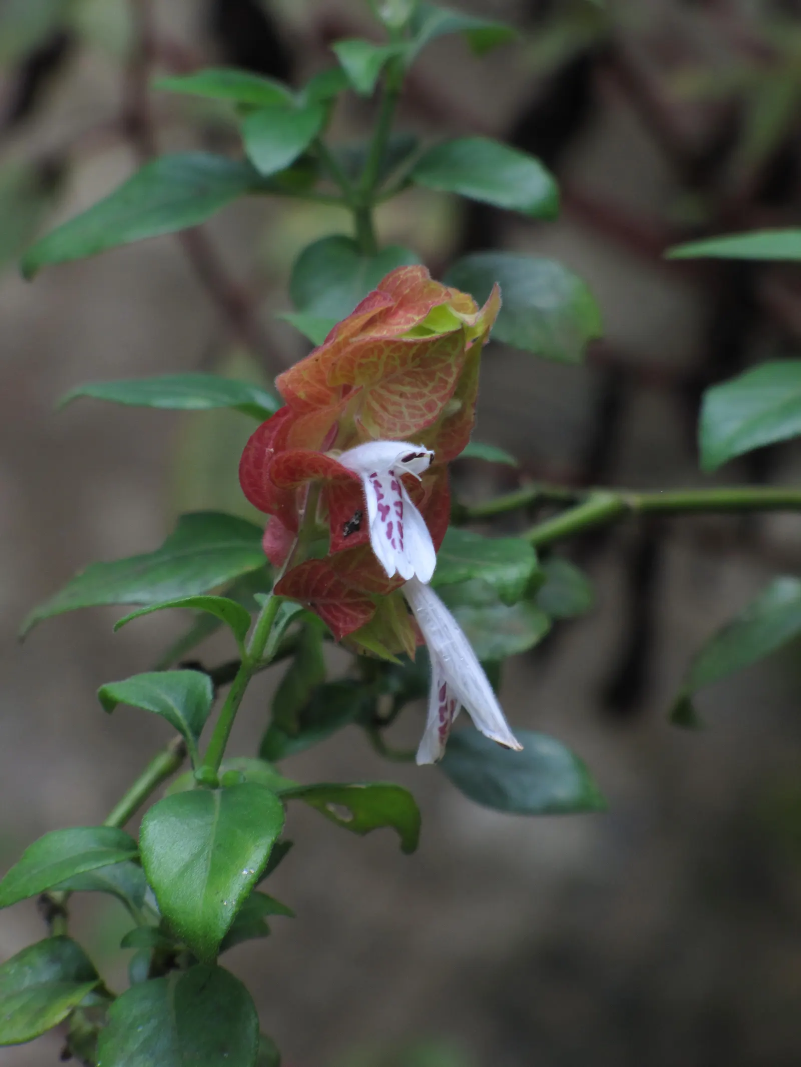 Shrimp Plant (Justicia Brandegeeana) — Pruning promotes bushiness; it's ideal for mixed borders and container displays; slow-release fertilizer to, image 160