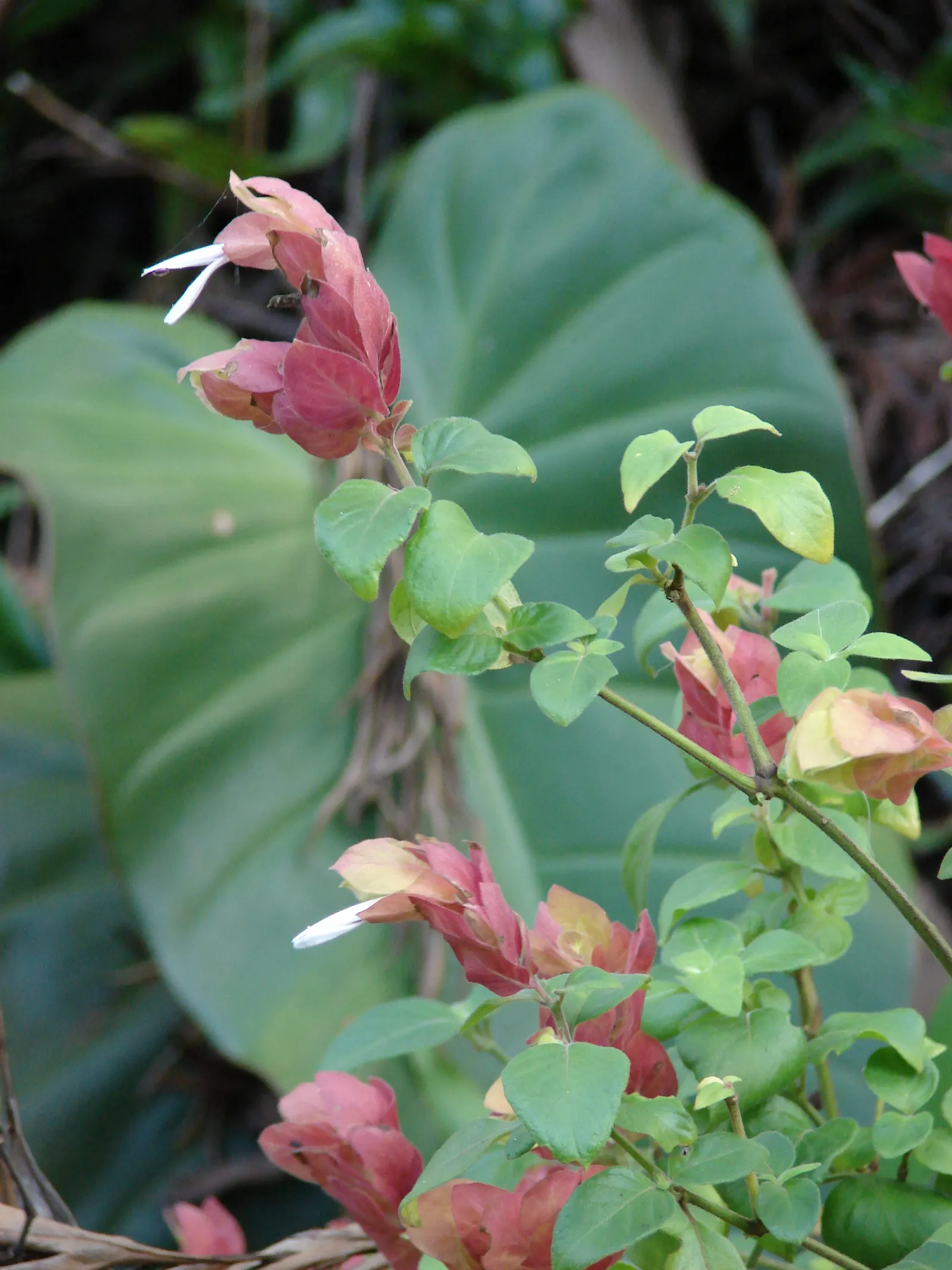 Shrimp Plant (Justicia Brandegeeana) — shrub with multi-colored and pink blooms; sunset orange.<br><br>Reaching heights of 3 to 4 feet with a, image 153