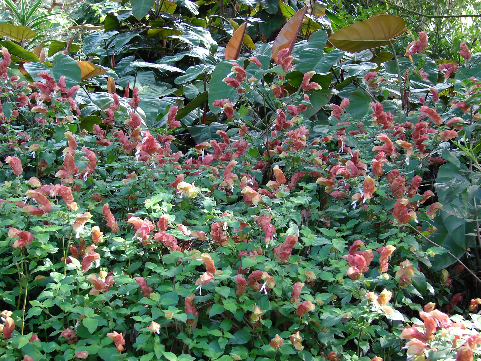 Shrimp Plant (Justicia Brandegeeana) — is a captivating perennial that adds a touch of the tropics to any garden design; delivering moderate water, image 141