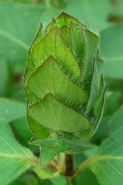 Shrimp Plant (Justicia Brandegeeana) — Preferring partial shade, it thrives in well-draining soil and requires moderate watering; this plant is, image 49
