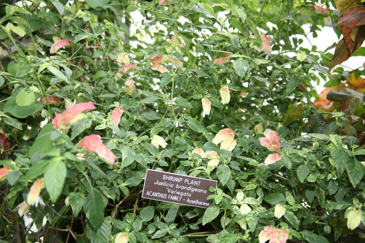 Shrimp Plant (Justicia Brandegeeana) — is an evergreen perennial that enlivens gardens with its unique; shrimp-like bracts that showcase an intriguing blend of