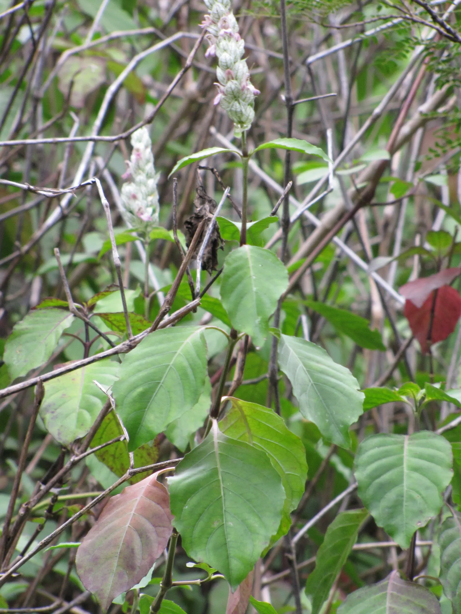 Shrimp Plant (Justicia Brandegeeana) — making it an excellent choice for a garden that doubles as a haven for wildlife; the Shrimp Plant thrives in USDA