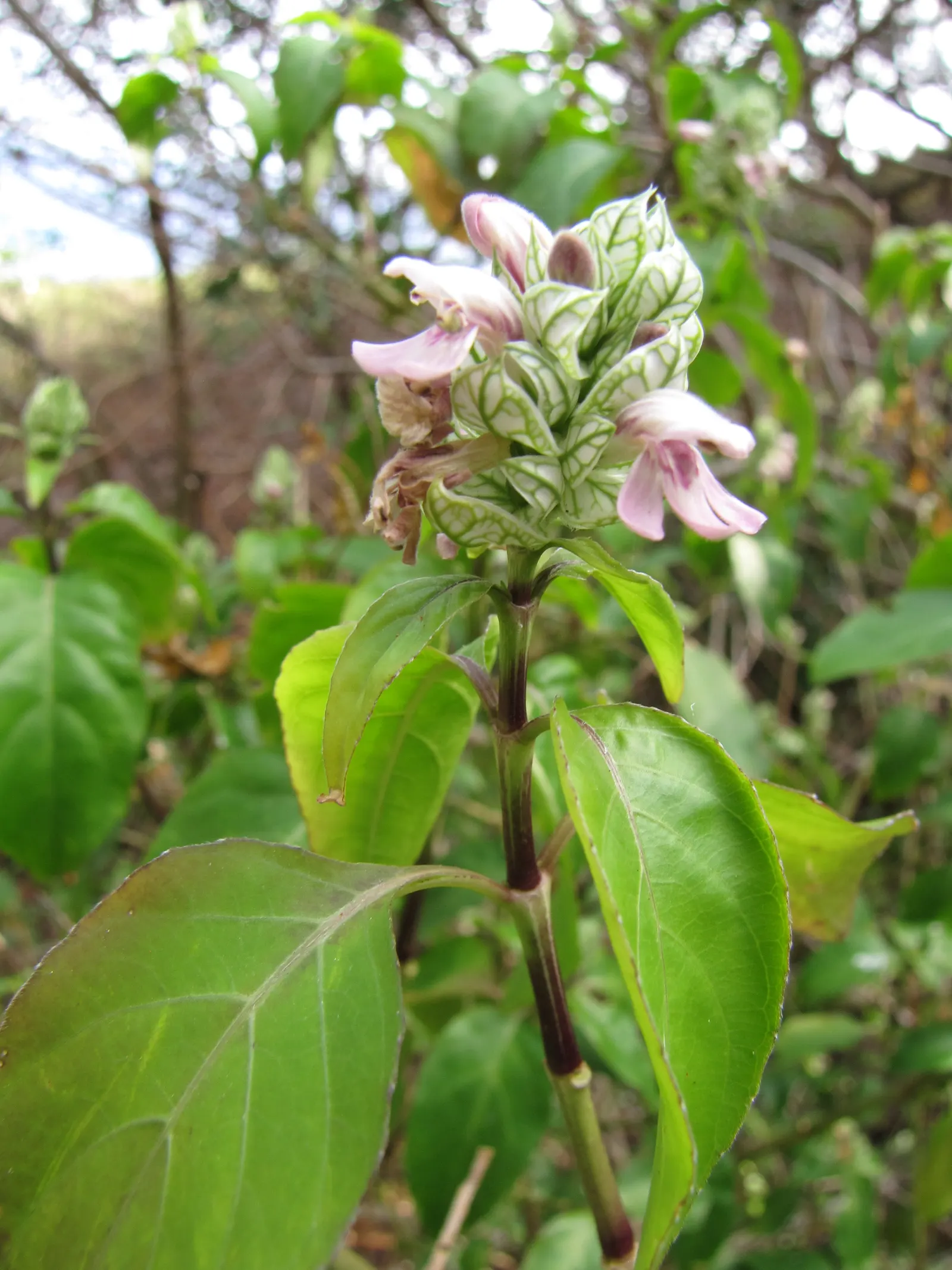 Shrimp Plant (Justicia Brandegeeana) — is a captivating perennial that adds a touch of the tropics to any garden design; delivering moderate water, image 53