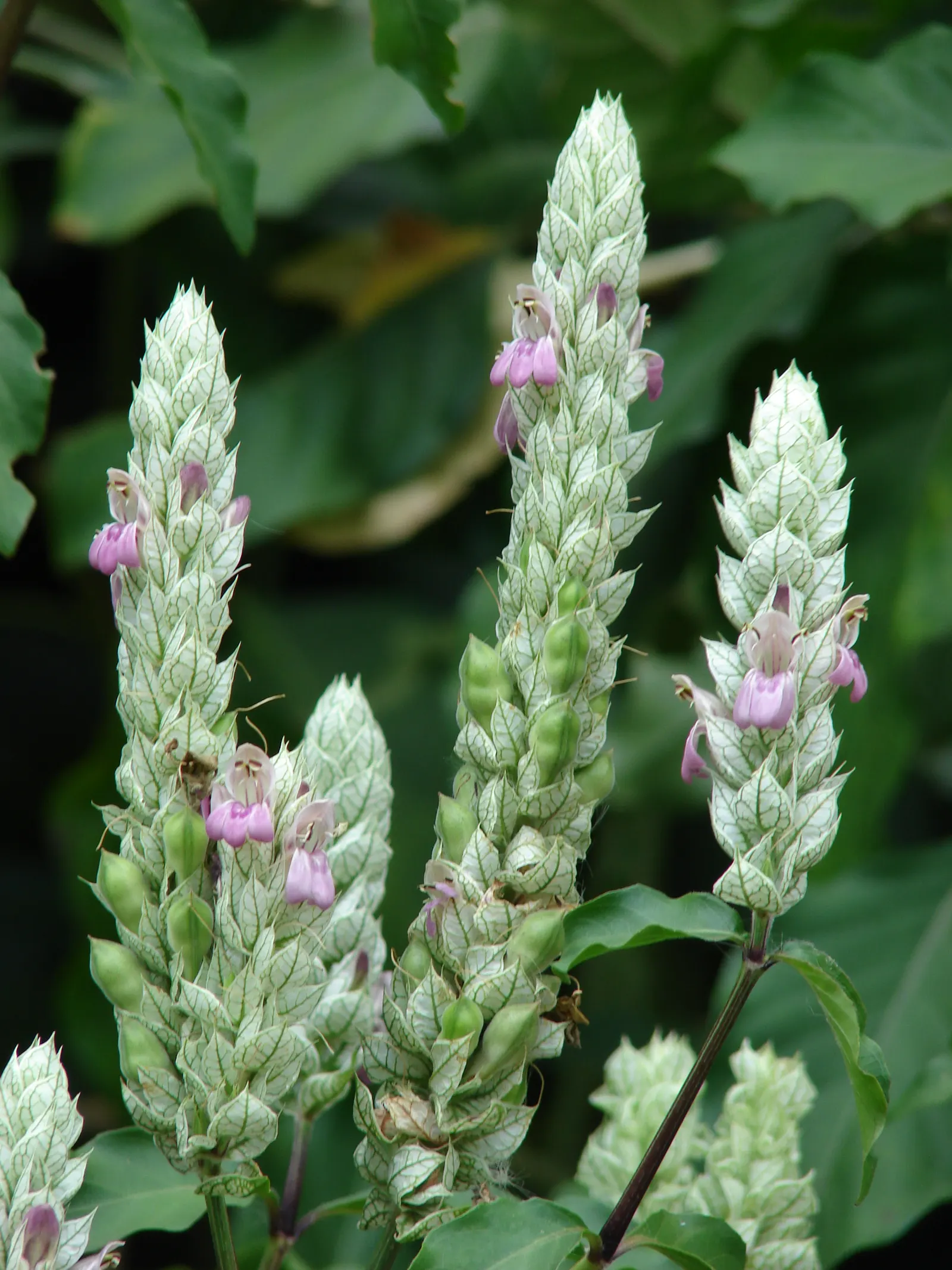 Shrimp Plant (Justicia Brandegeeana) — Attracts hummingbirds and butterflies