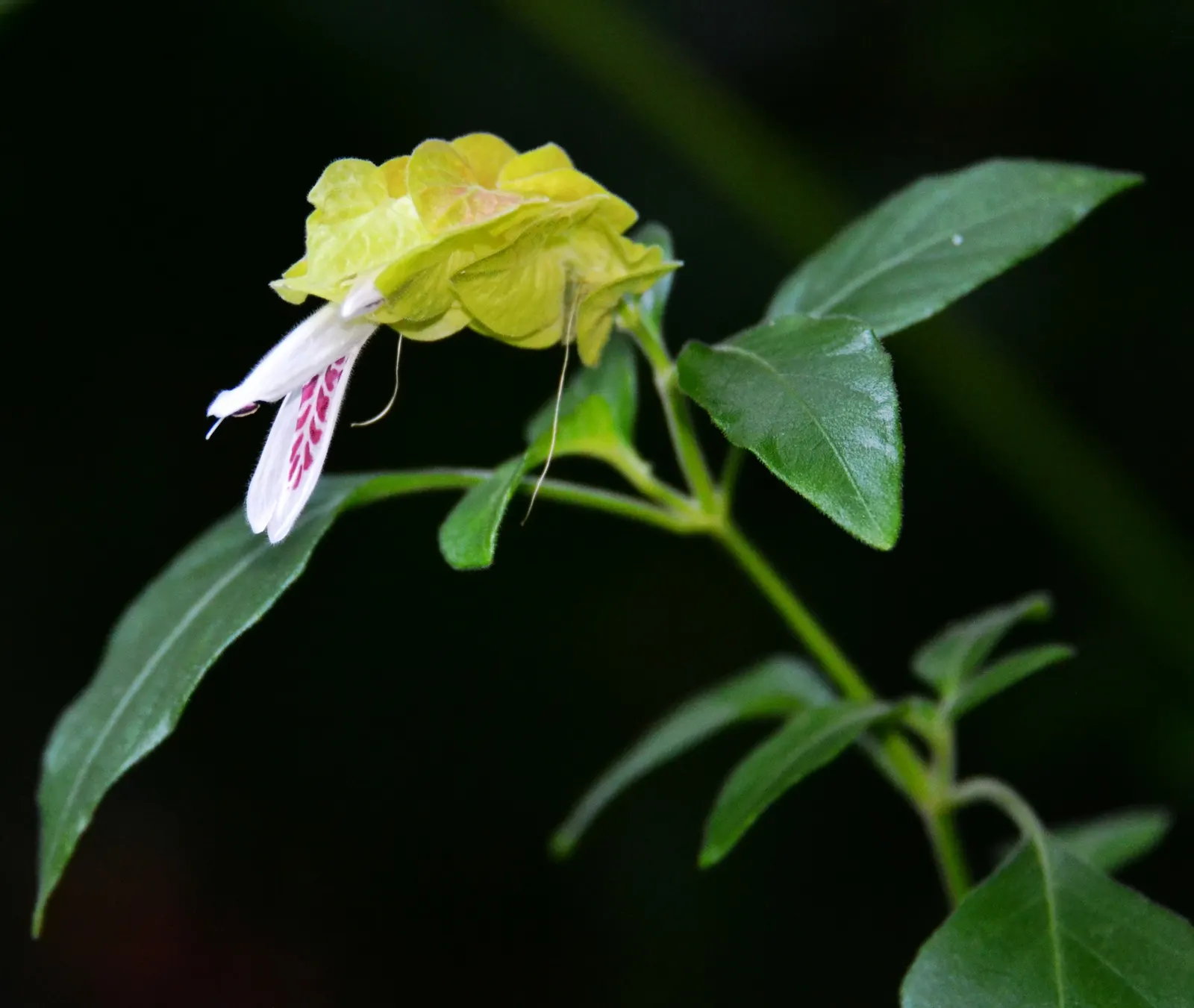 Shrimp Plant (Justicia Brandegeeana) — Preferring partial shade, it thrives in well-draining soil and requires moderate watering; this plant is, image 159