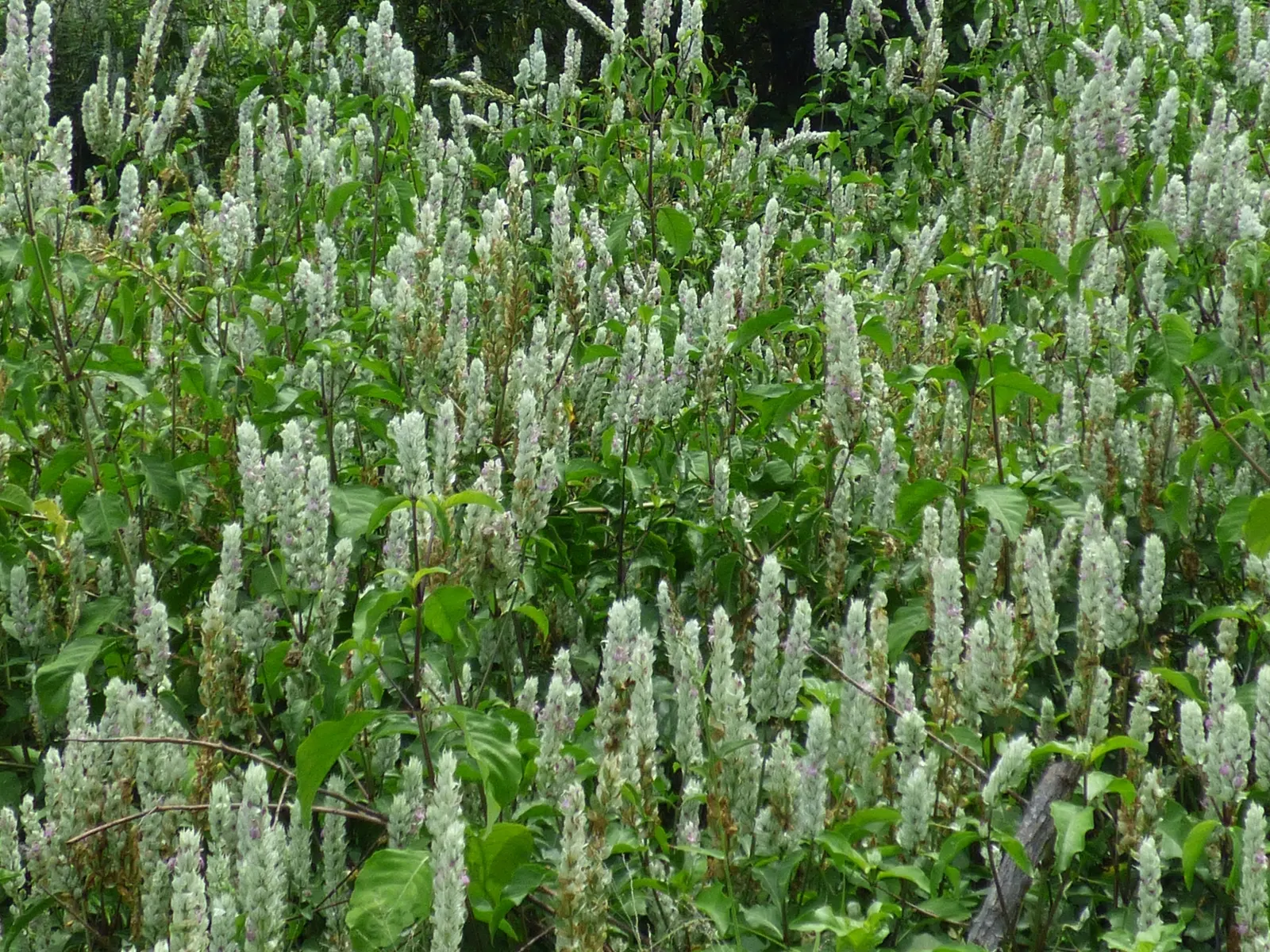 Shrimp Plant (Justicia Brandegeeana) — scientifically known as Justicia brandegeeana