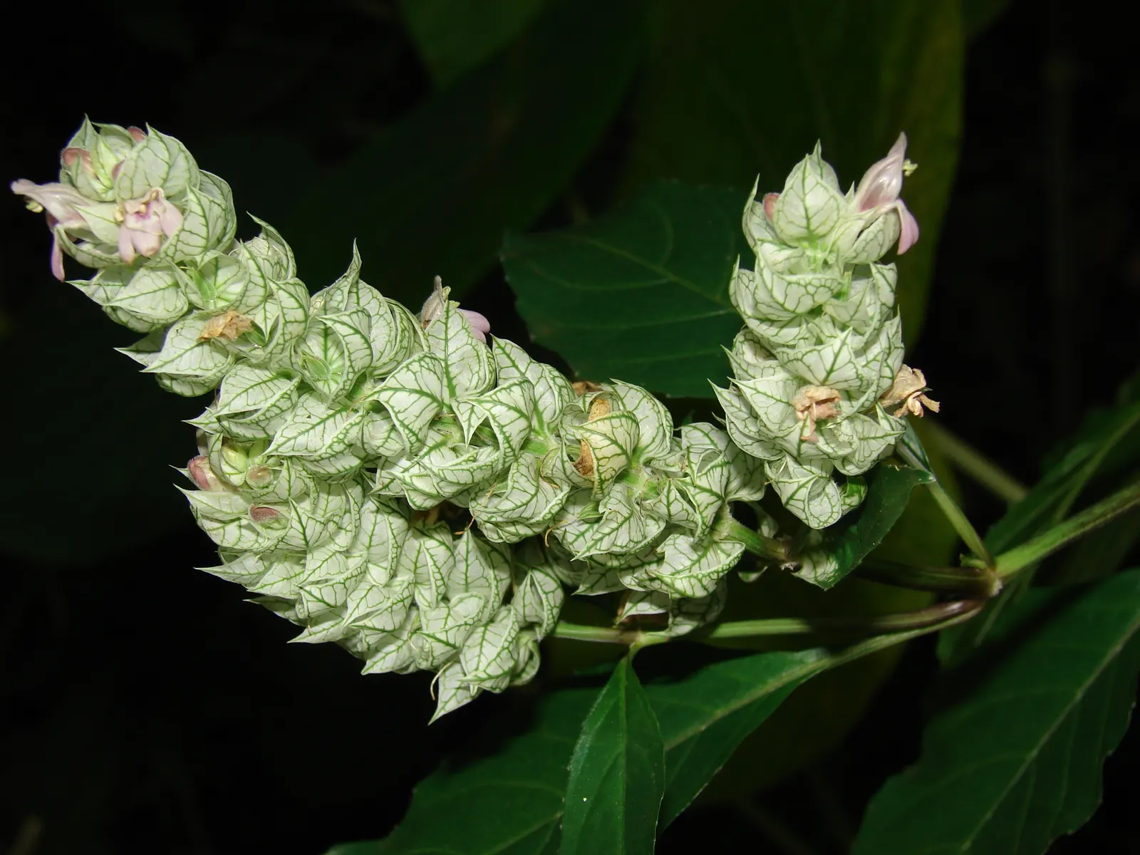 Shrimp Plant (Justicia Brandegeeana) — Delivering moderate water needs; shrub with multi-colored and pink blooms, image 60