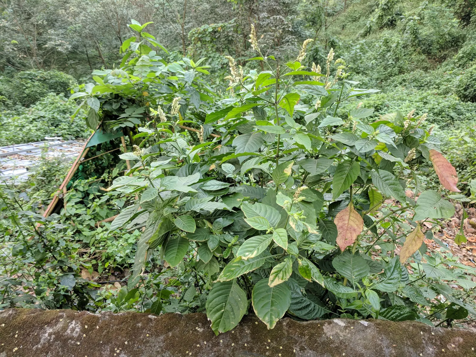 Shrimp Plant (Justicia Brandegeeana) — It prefers a warm climate and is best situated in partial shade; attracts hummingbirds and butterflies, image 58