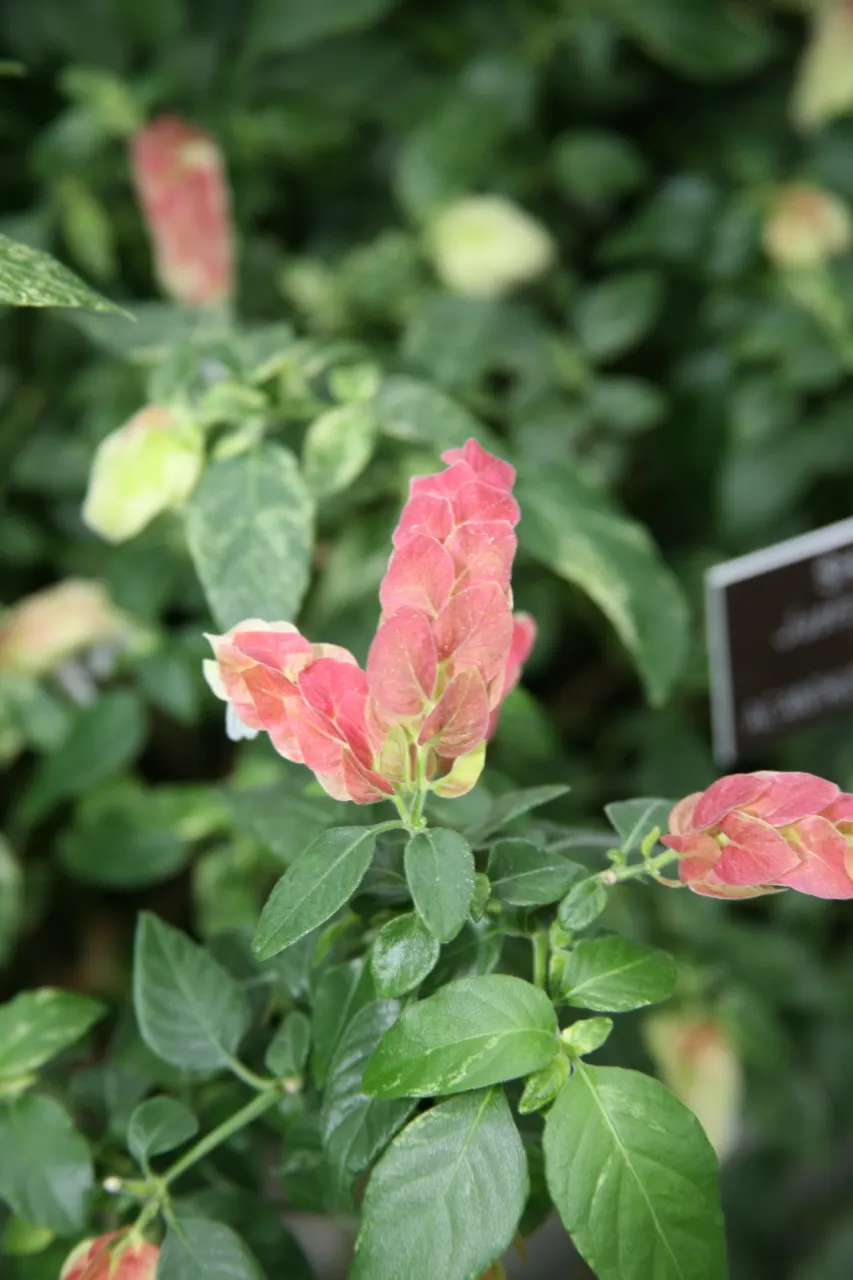 Shrimp Plant (Justicia Brandegeeana) — with a mature height of 3-4 feet and a spread of 2-3 feet; this ornamental offers year-round appeal in zones 9-11