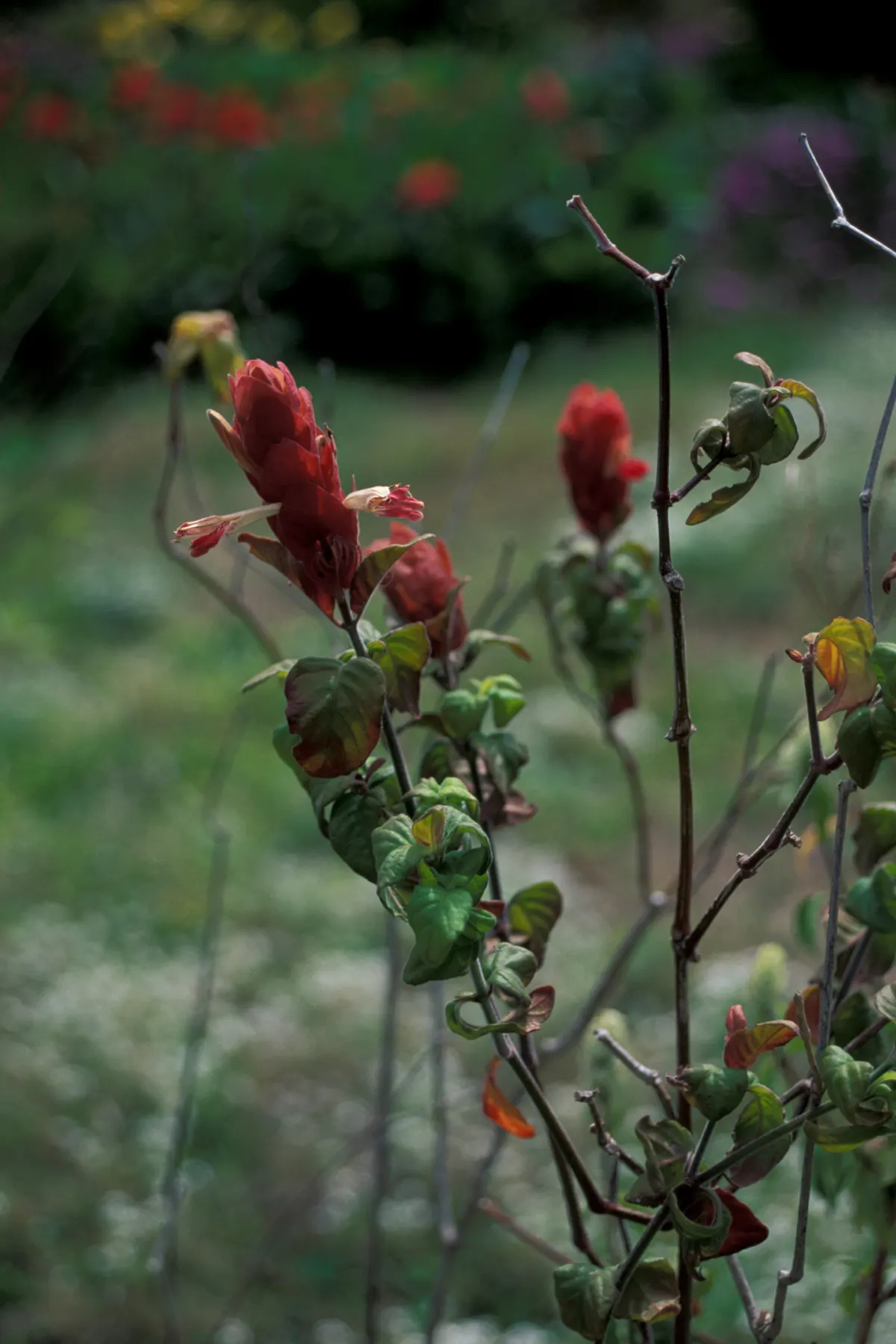 Shrimp Plant (Justicia Brandegeeana) — though it's advisable to allow the soil to dry slightly between watering sessions; it prefers a warm climate, image 147