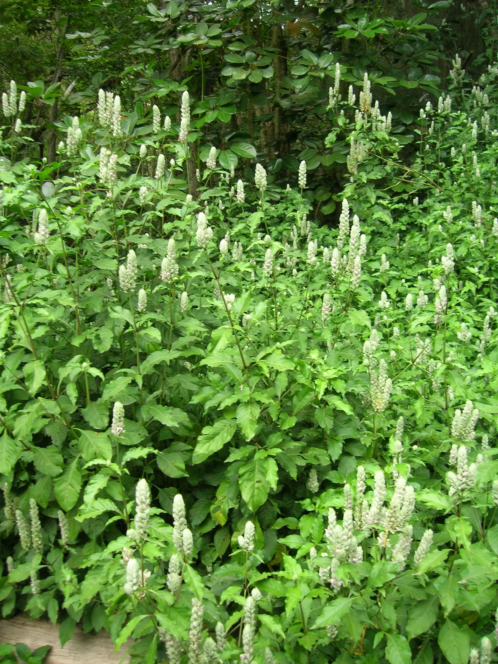 Shrimp Plant (Justicia Brandegeeana) — this plant is noted for its unique; commonly known as Shrimp Plant, image 54