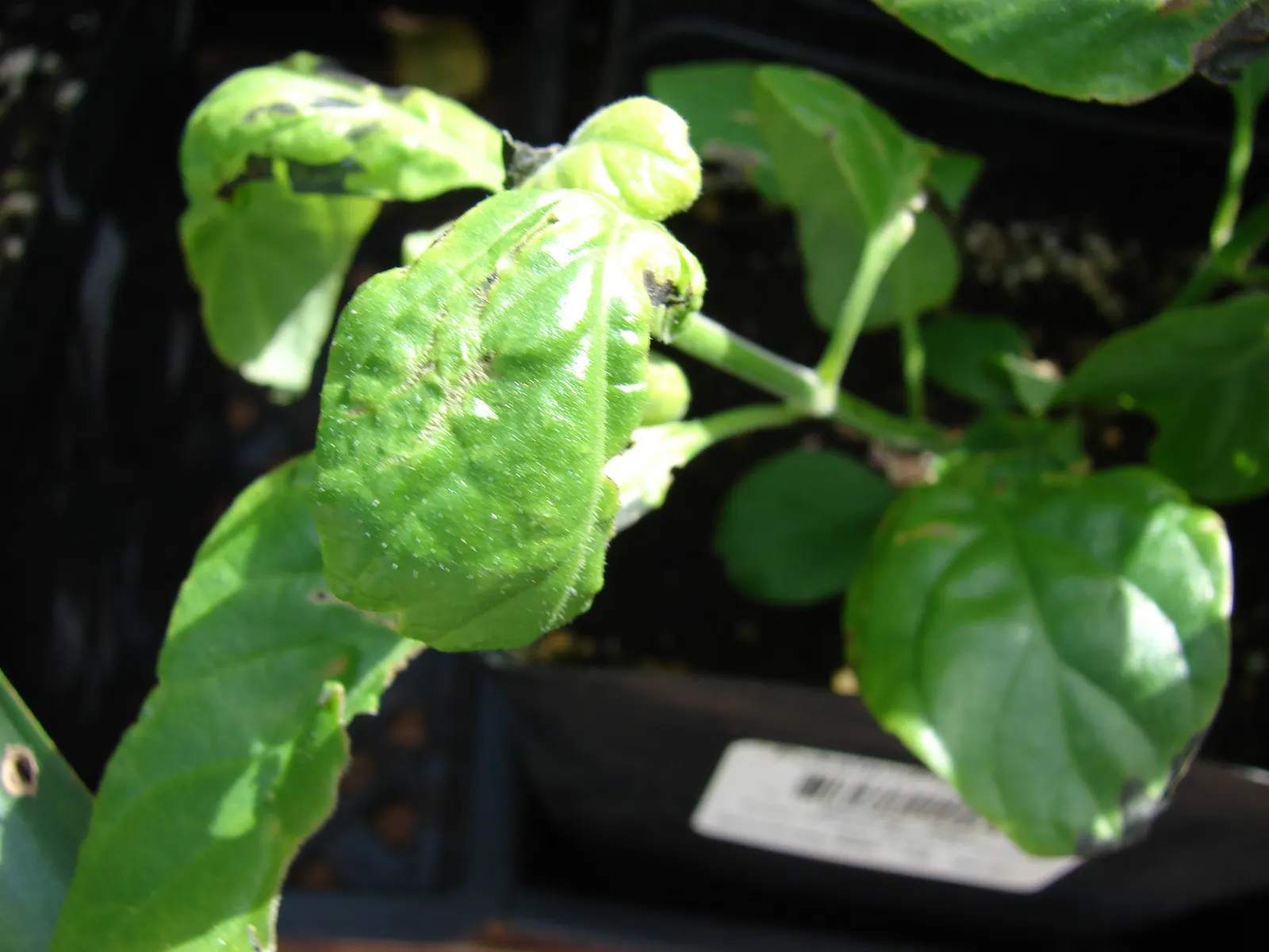 Shrimp Plant (Justicia Brandegeeana) — This ornamental offers year-round appeal in zones 9-11; making it an excellent choice for a garden that, image 157