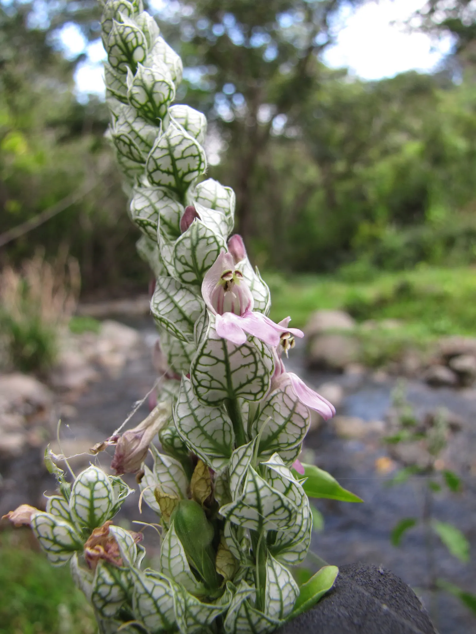 Shrimp Plant (Justicia Brandegeeana) — Regular pruning will maintain its bushy appearance and promote continuous flowering; multi-colored and pink flowers in