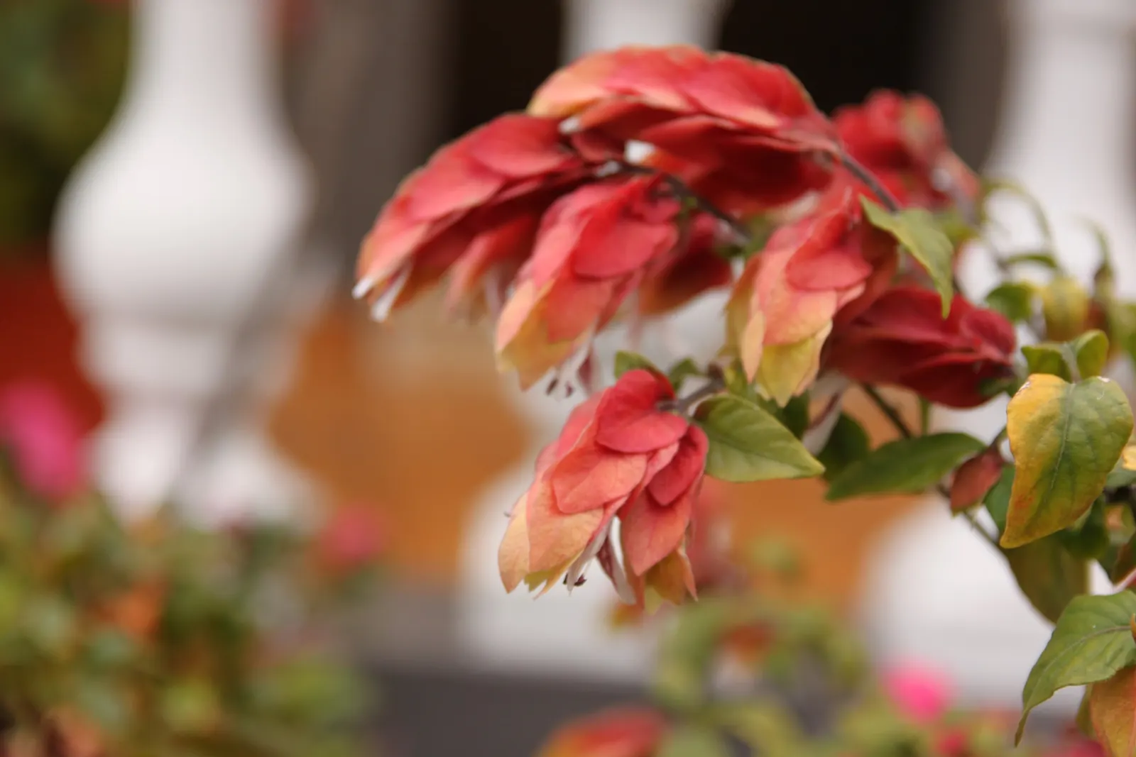 Shrimp Plant (Justicia Brandegeeana) — though it's advisable to allow the soil to dry slightly between watering sessions; it prefers a warm climate and is best