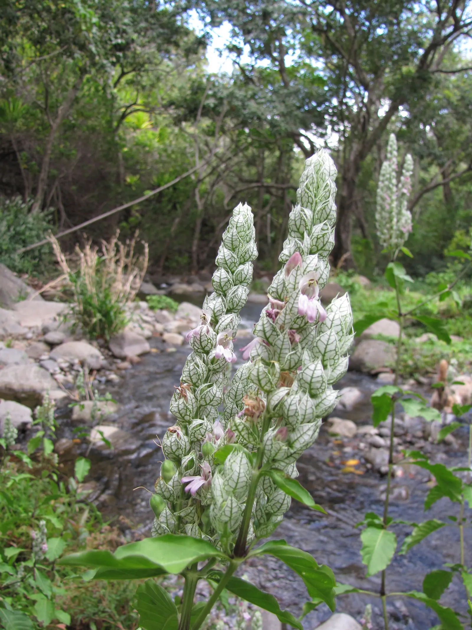 Shrimp Plant (Justicia Brandegeeana) — Attracts hummingbirds and butterflies; is an evergreen perennial that enlivens gardens with its unique, image 51