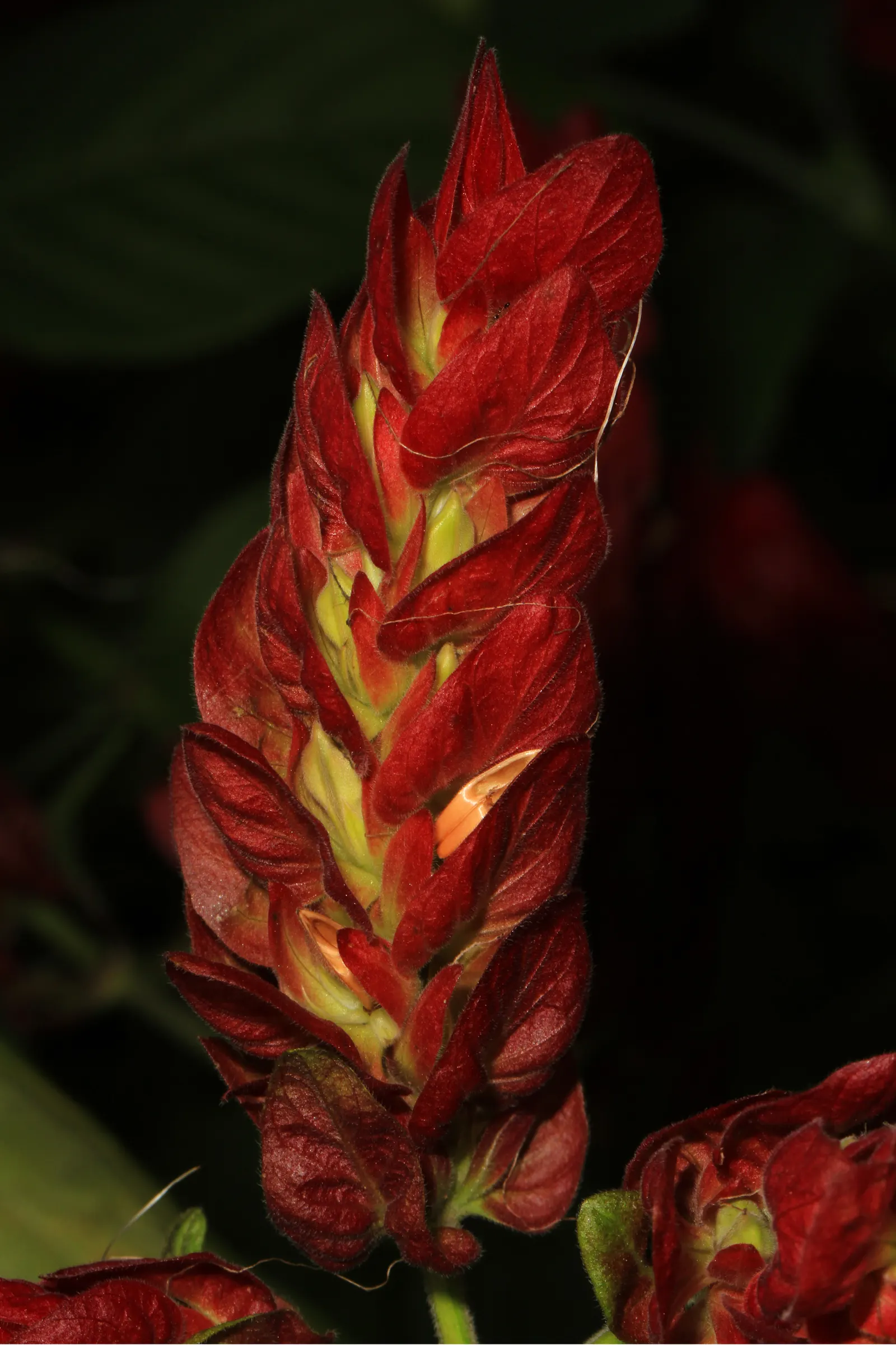 Shrimp Plant (Justicia Brandegeeana) — multi-colored and pink flowers in the garden; preferring partial shade, it thrives in well-draining soil and requires