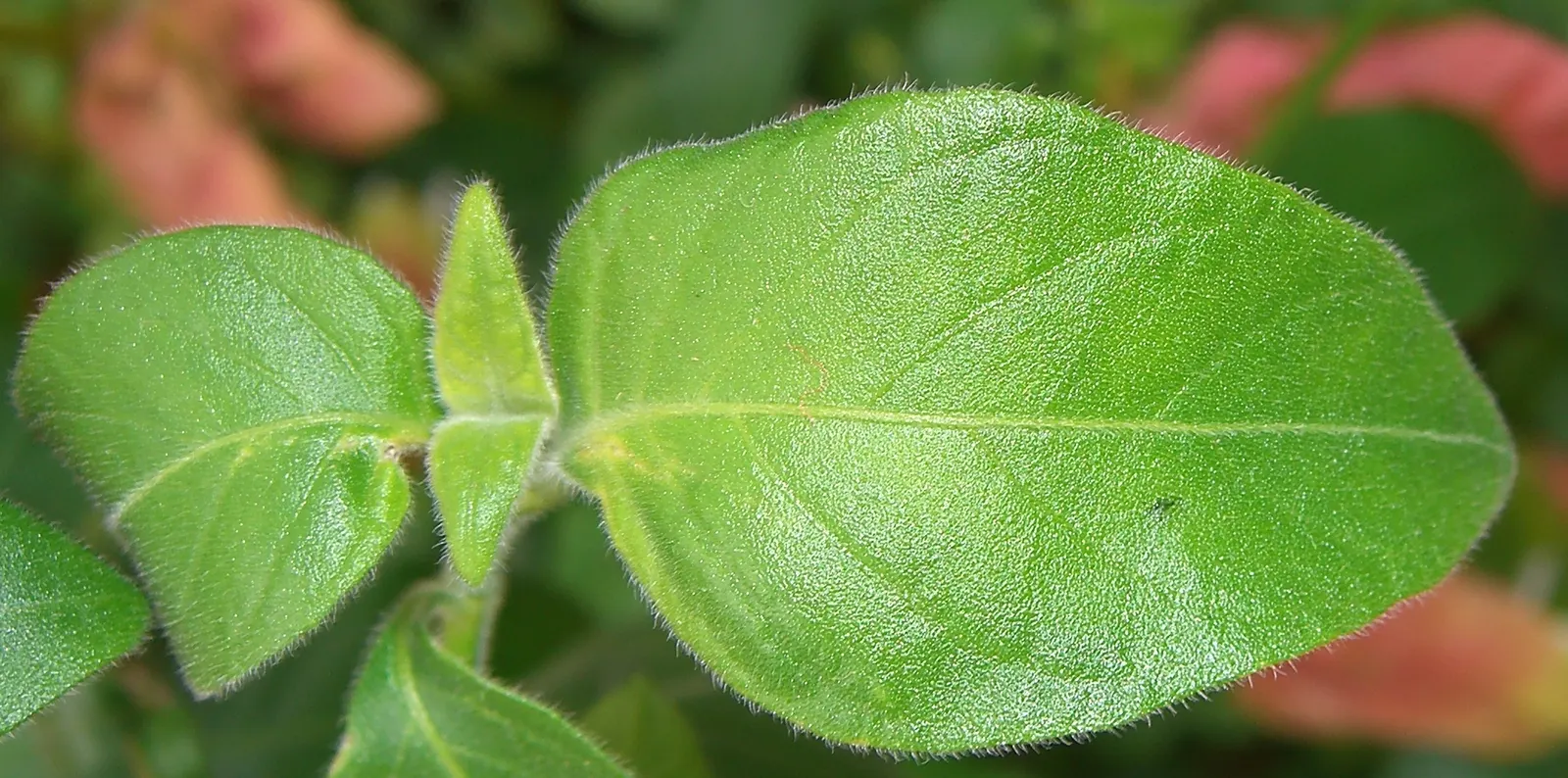 Shrimp Plant (Justicia Brandegeeana) — is an evergreen perennial that enlivens gardens with its unique; shrimp-like bracts that showcase an, image 134