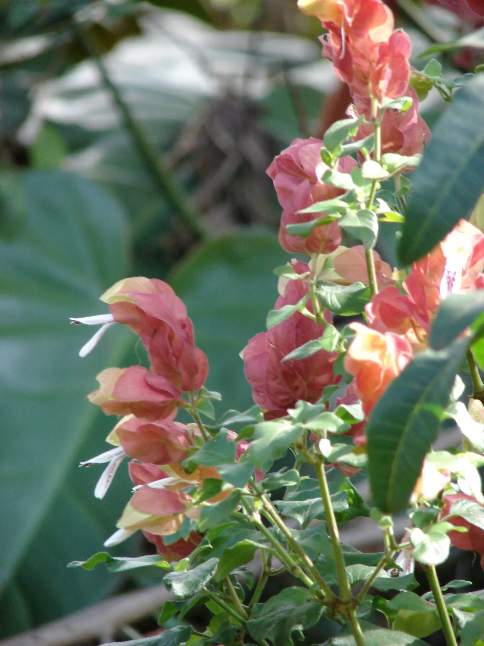 Shrimp Plant (Justicia Brandegeeana) — making it an excellent choice for a garden that doubles as a haven for wildlife; the Shrimp Plant thrives in, image 150