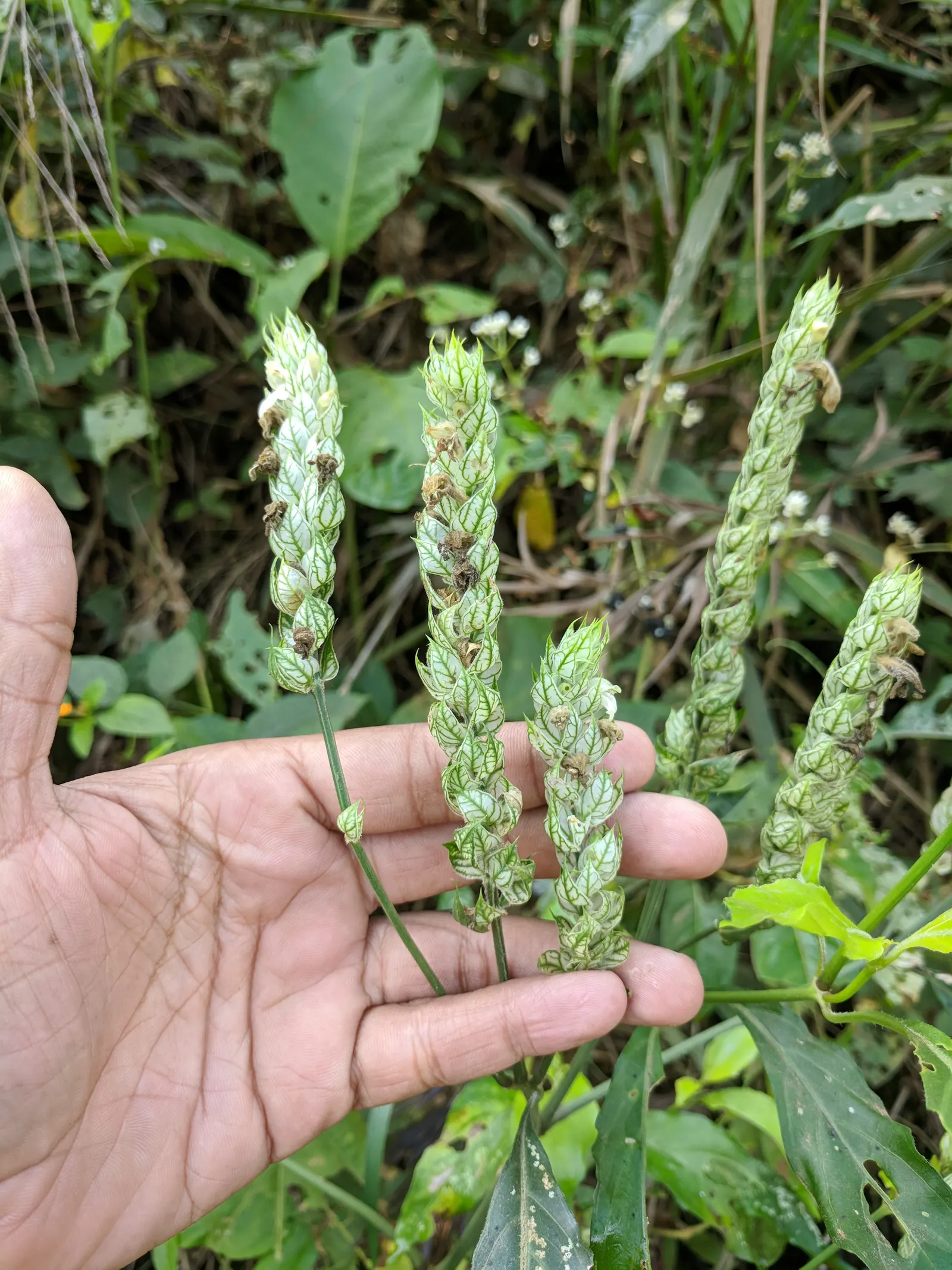 Shrimp Plant (Justicia Brandegeeana) — It prefers a warm climate and is best situated in partial shade