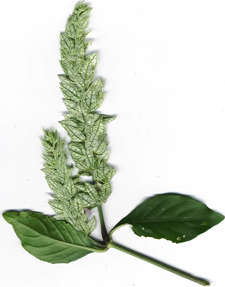 Shrimp Plant (Justicia Brandegeeana) — shrimp-like bracts that showcase an intriguing blend of colors; scientifically known as Justicia brandegeeana, image 55