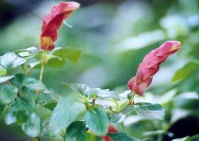 Shrimp Plant (Justicia Brandegeeana) — scientifically known as Justicia brandegeeana; is a captivating perennial that adds a touch of the tropics, image 52