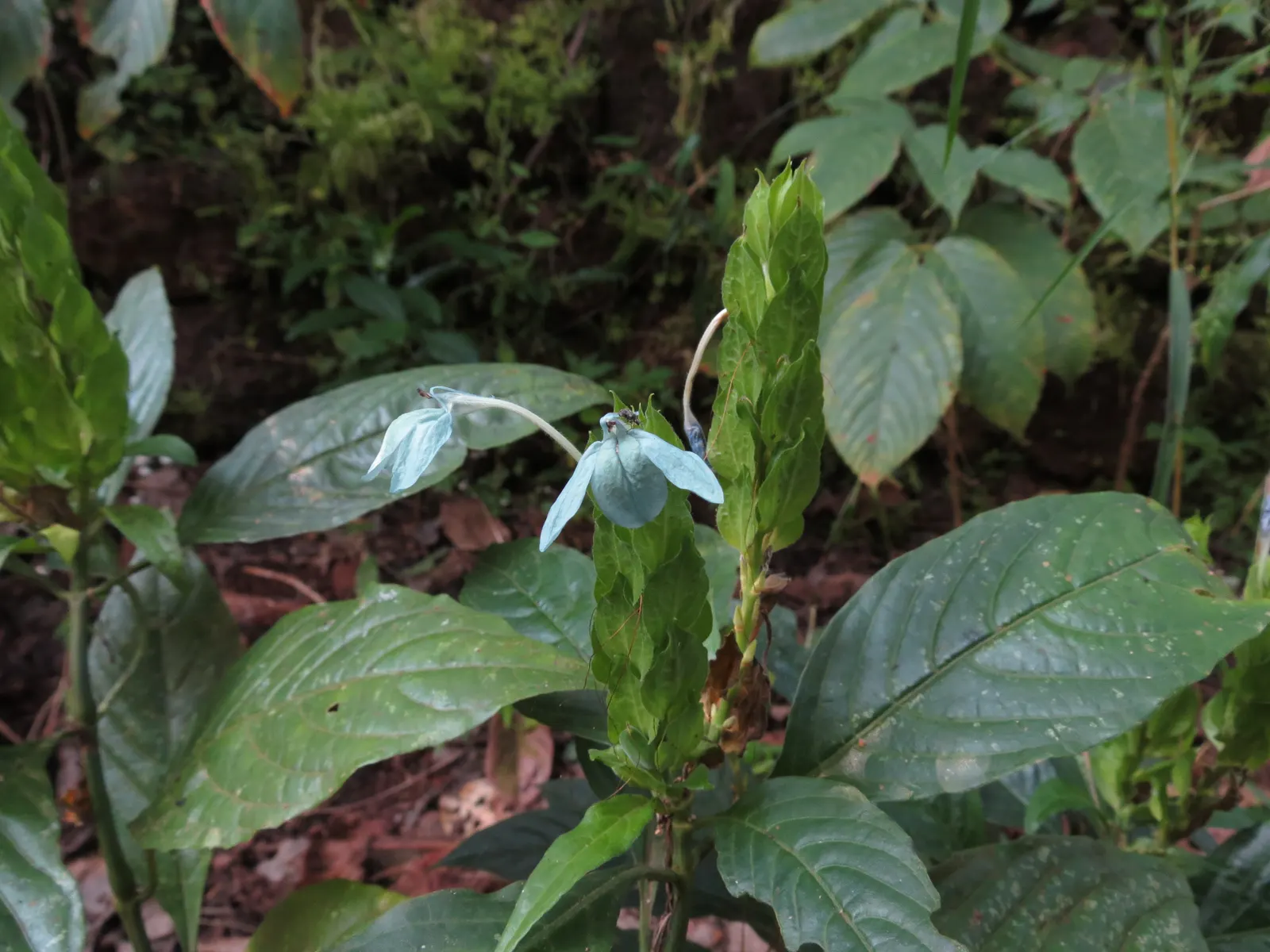 Shrimp Plant (Justicia Brandegeeana) — making it an excellent choice for a garden that doubles as a haven for wildlife