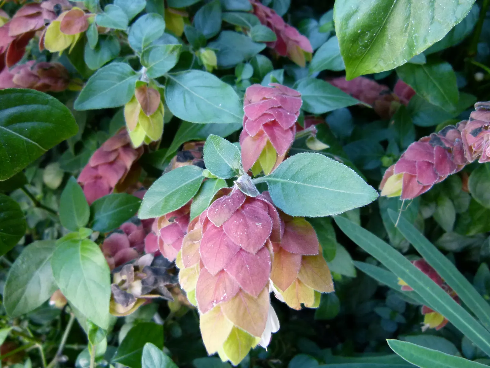 Shrimp Plant (Justicia Brandegeeana) — with a mature height of 3-4 feet and a spread of 2-3 feet; this ornamental offers year-round appeal in zones, image 114