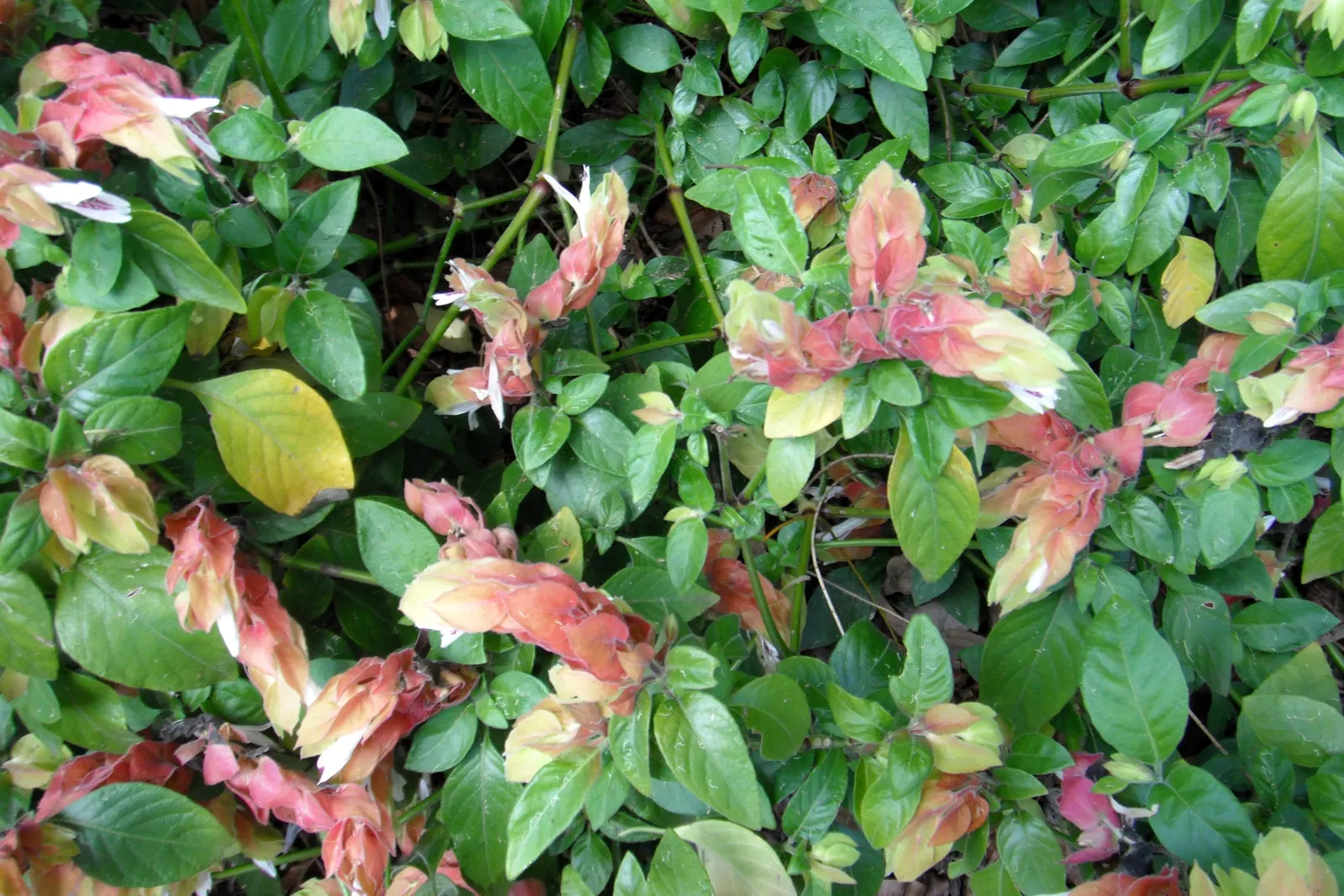 Shrimp Plant (Justicia Brandegeeana) — though it's advisable to allow the soil to dry slightly between watering sessions; it prefers a warm climate, image 125