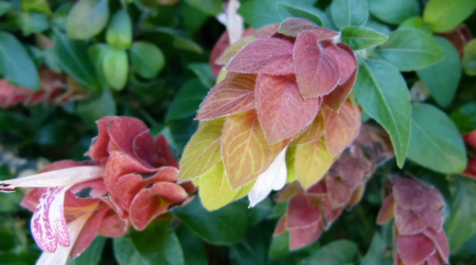 Shrimp Plant (Justicia Brandegeeana) — slow-release fertilizer to encourage robust growth and a prolific display of its distinctive; pruning, image 127