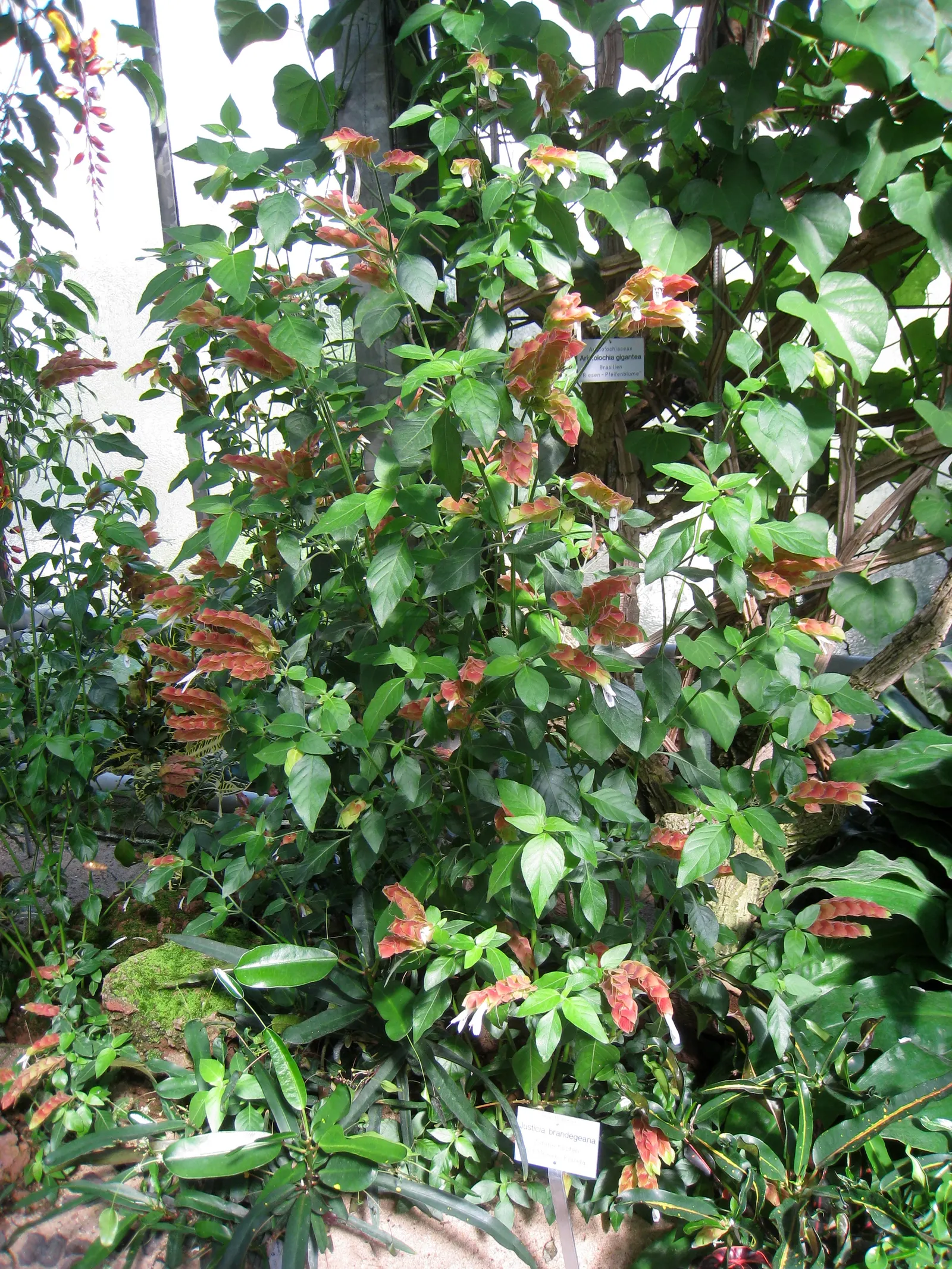 Shrimp Plant (Justicia Brandegeeana) — Pruning promotes bushiness; it's ideal for mixed borders and container displays; slow-release fertilizer to, image 116