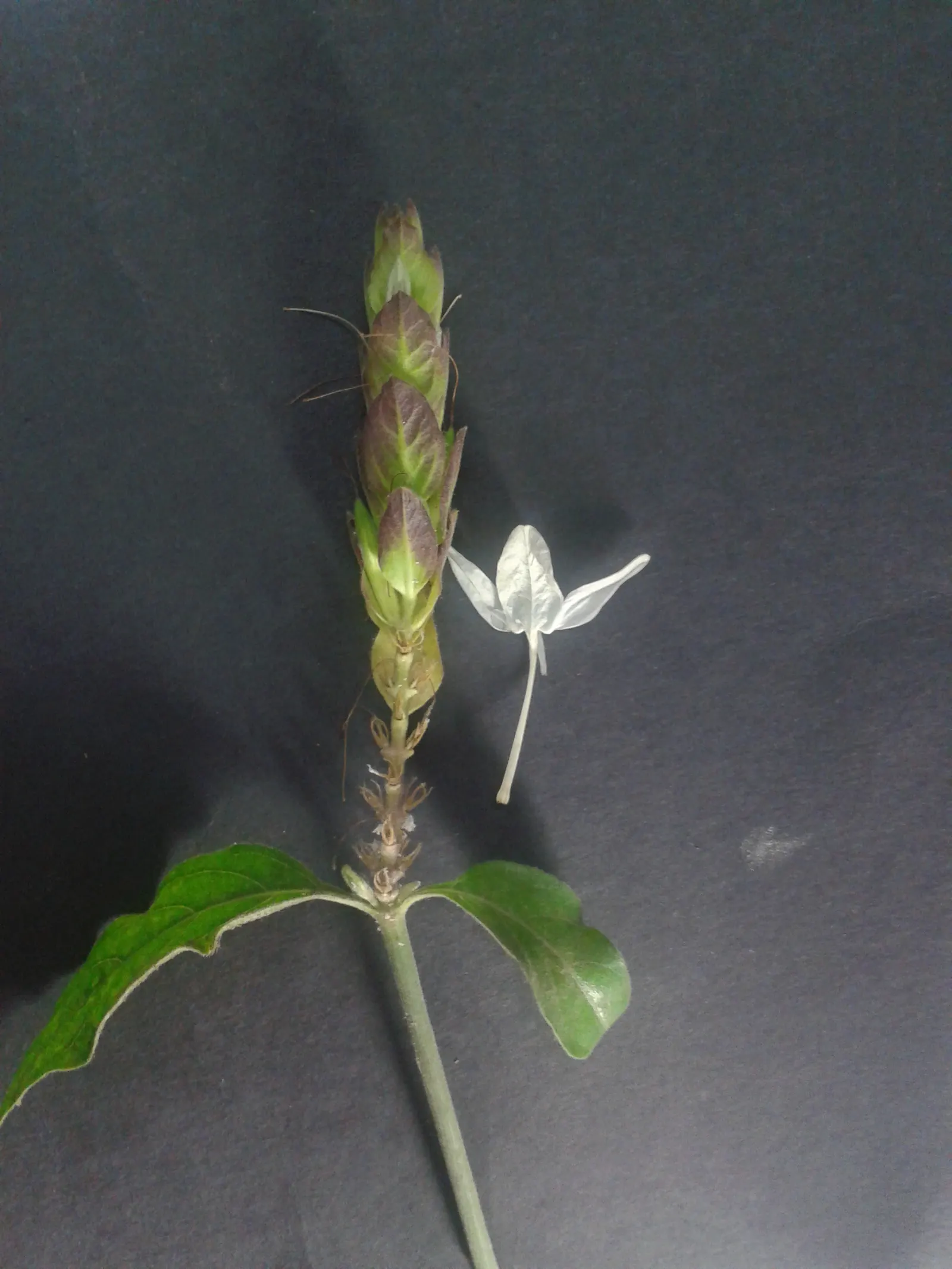 Shrimp Plant (Justicia Brandegeeana) — Preferring partial shade, it thrives in well-draining soil and requires moderate watering; this plant is noted for its