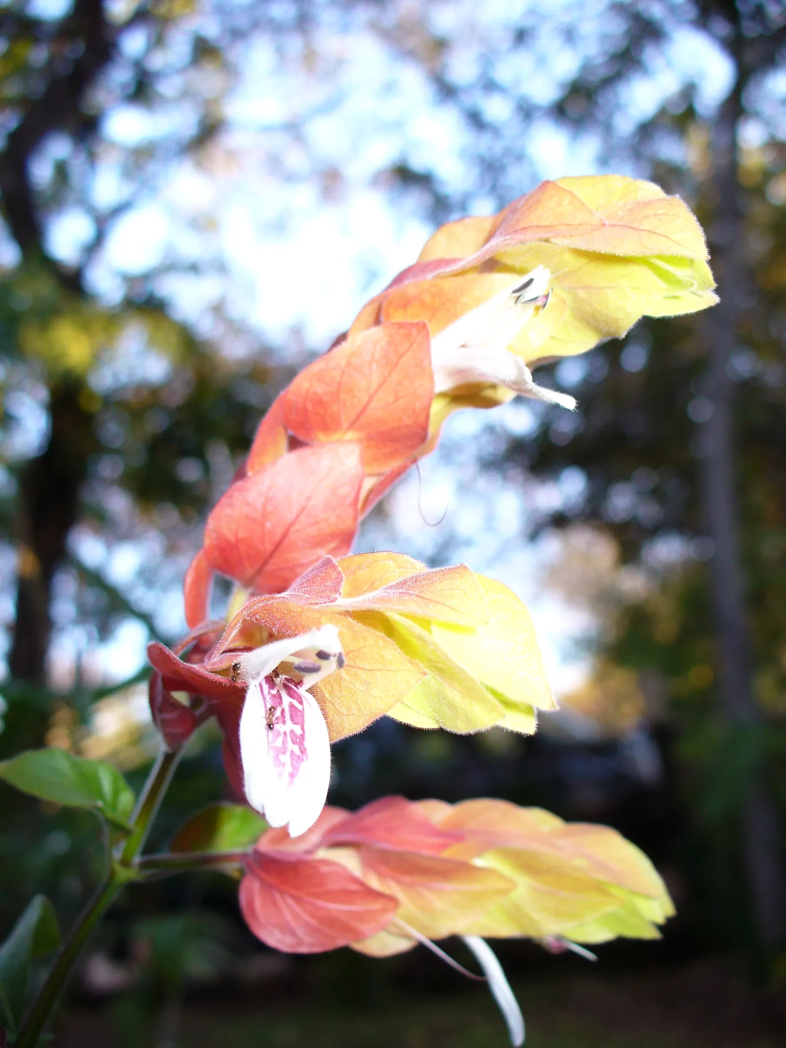 Shrimp Plant (Justicia Brandegeeana) — Delivering moderate water needs; shrub with multi-colored and pink blooms, image 126