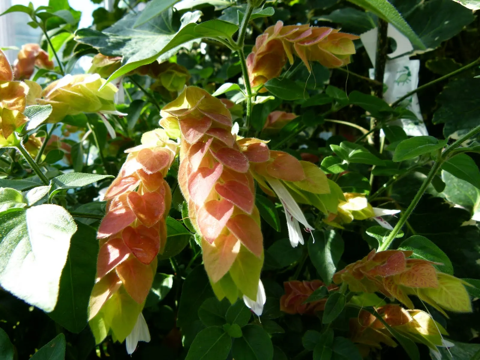 Shrimp Plant (Justicia Brandegeeana) — the Shrimp Plant thrives in USDA hardiness zones 9 to 11; shrub for half, image 123