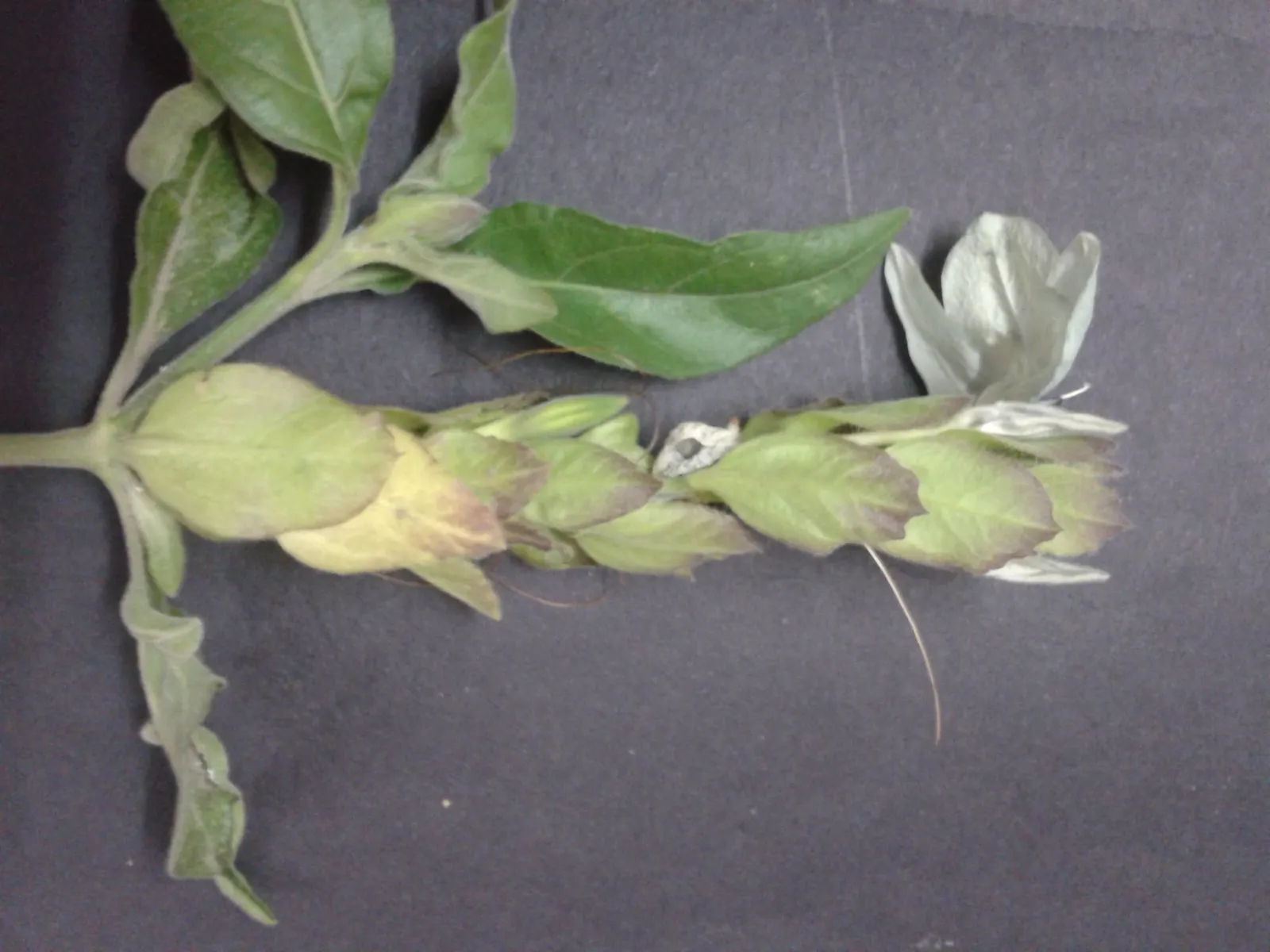 Shrimp Plant (Justicia Brandegeeana) — sunset orange.<br><br>Reaching heights of 3 to 4 feet with a spread equally as wide