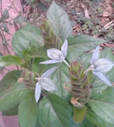 Shrimp Plant (Justicia Brandegeeana) — This ornamental offers year-round appeal in zones 9-11; making it an excellent choice for a garden that doubles as a