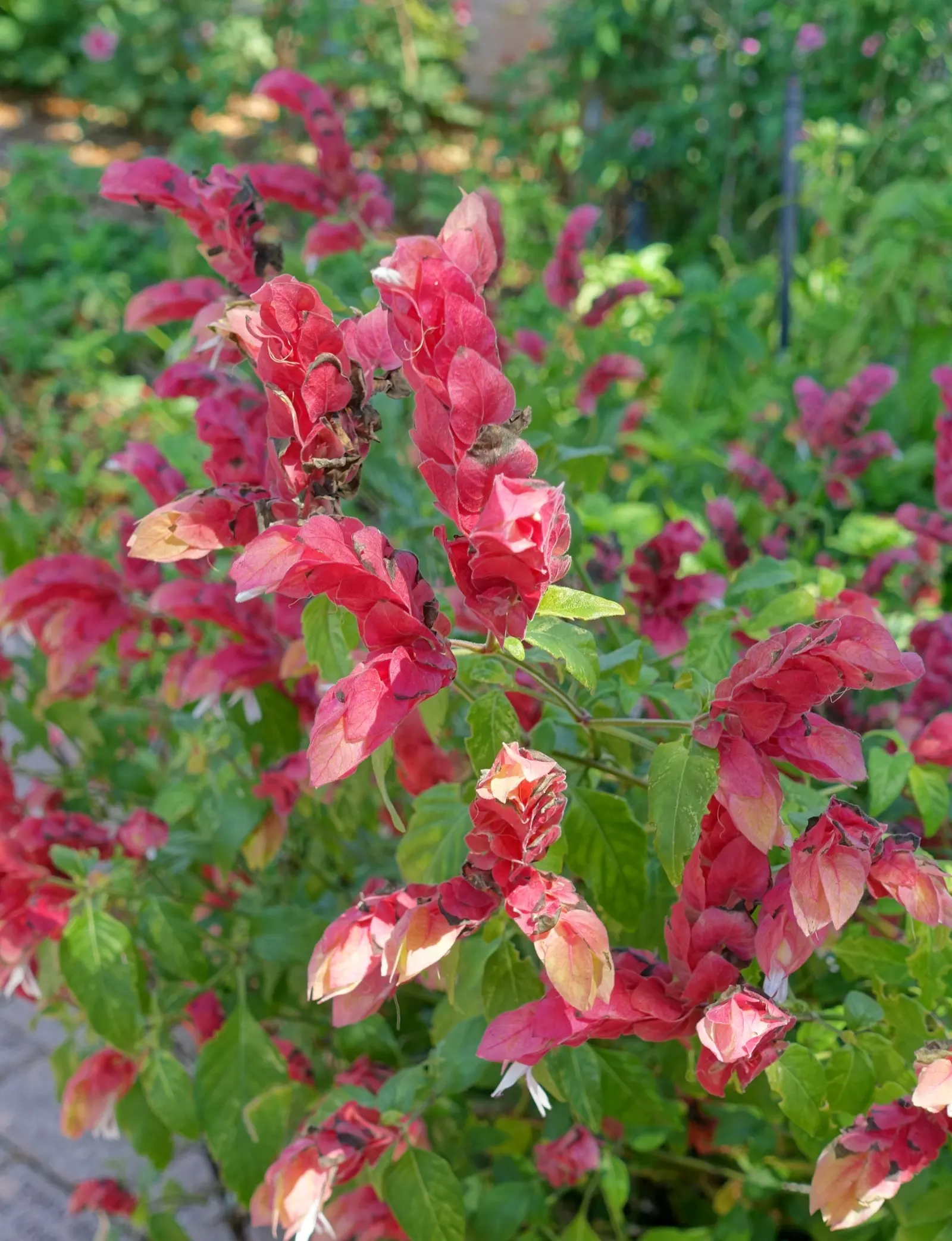 Shrimp Plant (Justicia Brandegeeana) — commonly known as Shrimp Plant; with a mature height of 3-4 feet and a spread of 2-3 feet, image 111