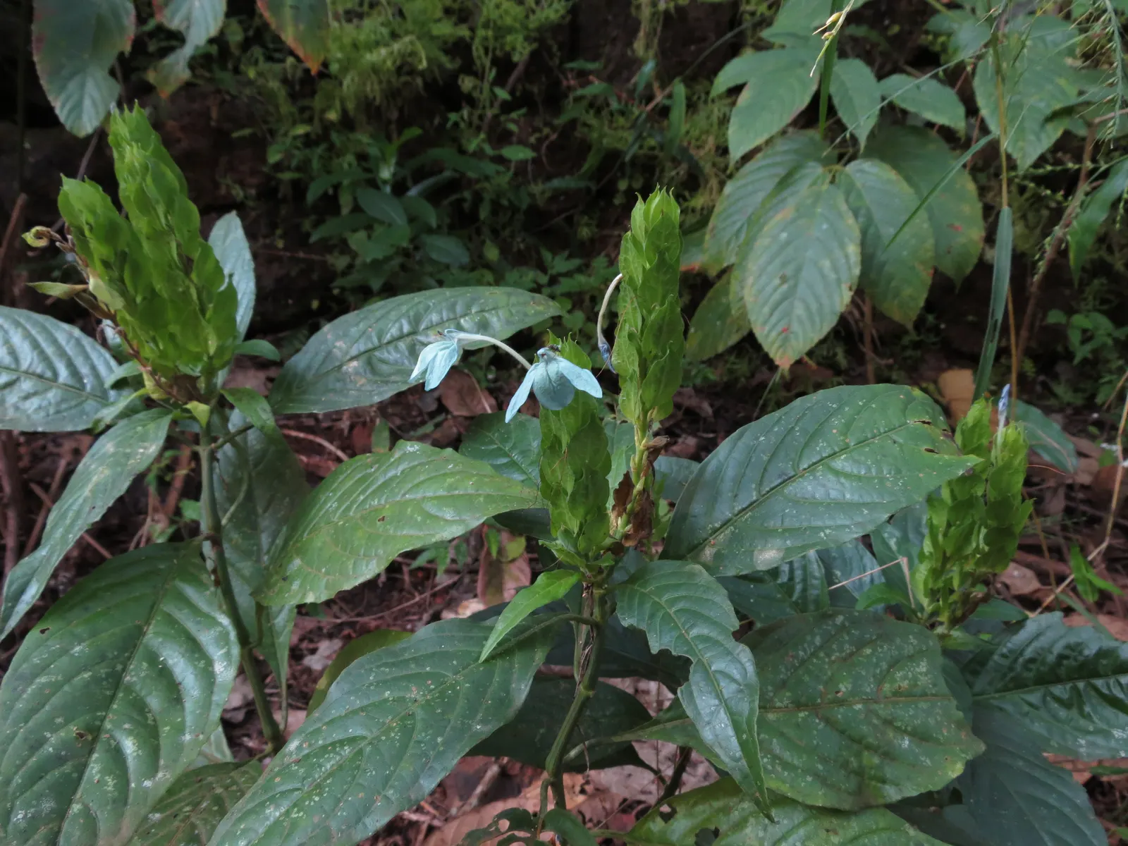 Shrimp Plant (Justicia Brandegeeana) — is a captivating perennial that adds a touch of the tropics to any garden design
