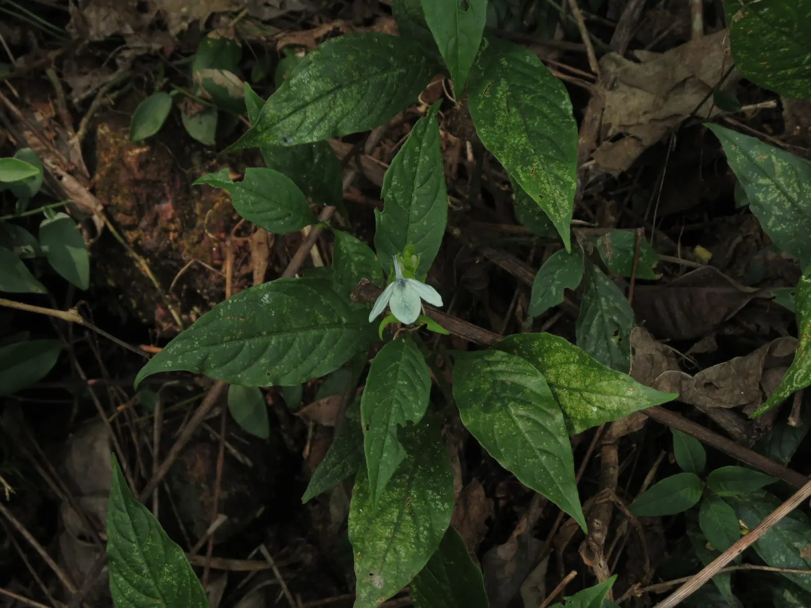 Shrimp Plant (Justicia Brandegeeana) — this plant is noted for its unique