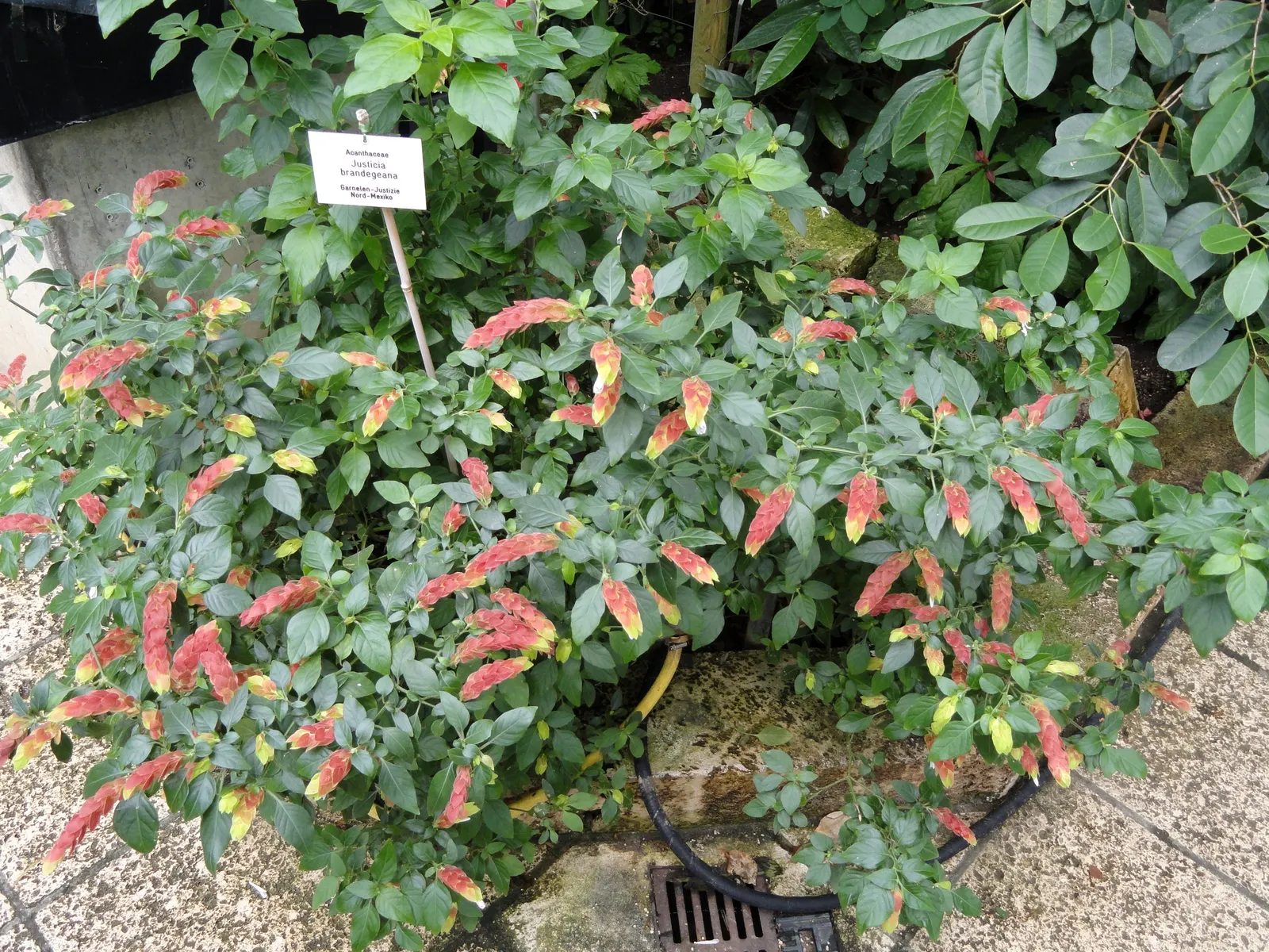 Shrimp Plant (Justicia Brandegeeana) — is an evergreen perennial that enlivens gardens with its unique; shrimp-like bracts that showcase an, image 112